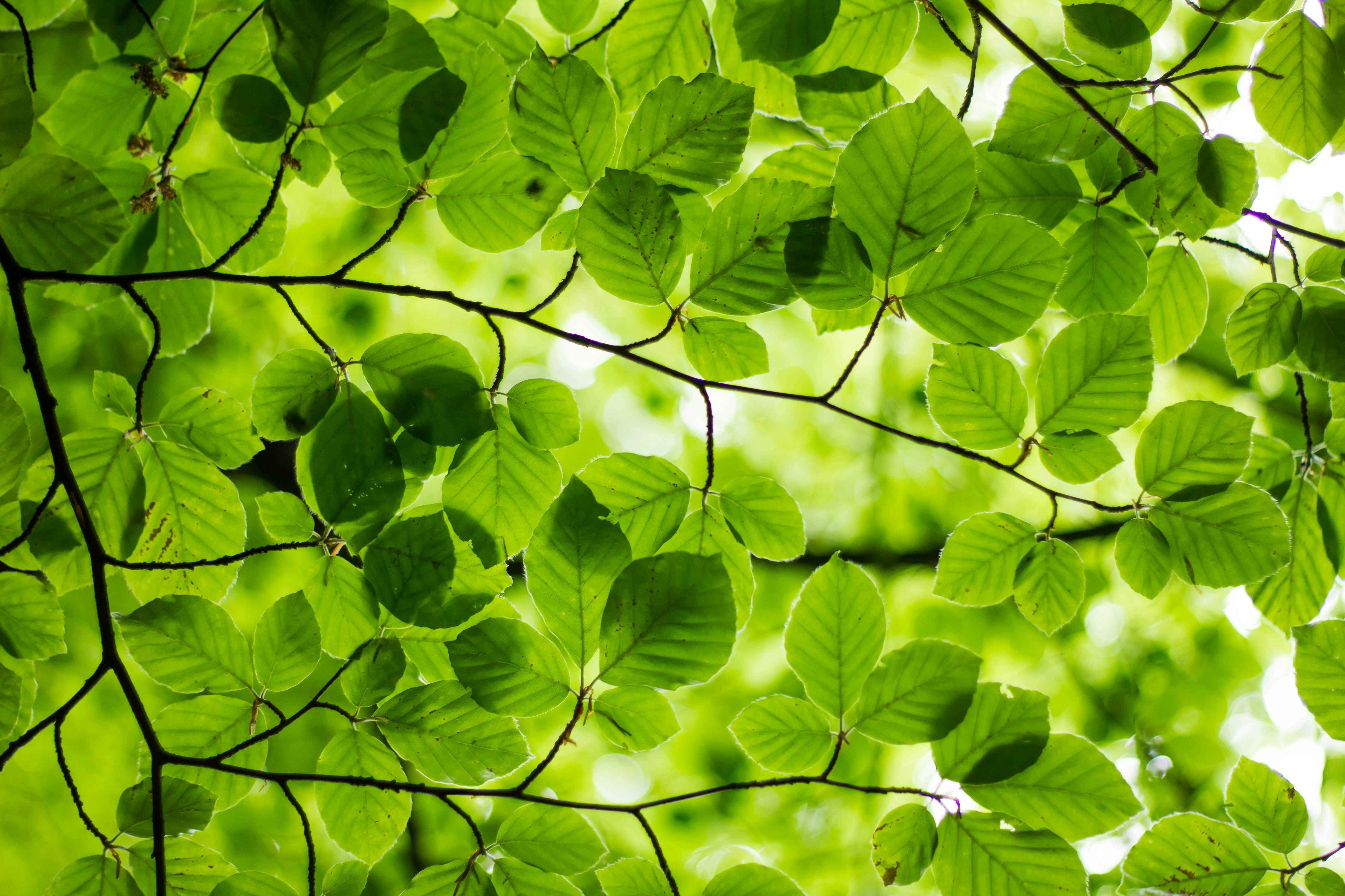 Leaves