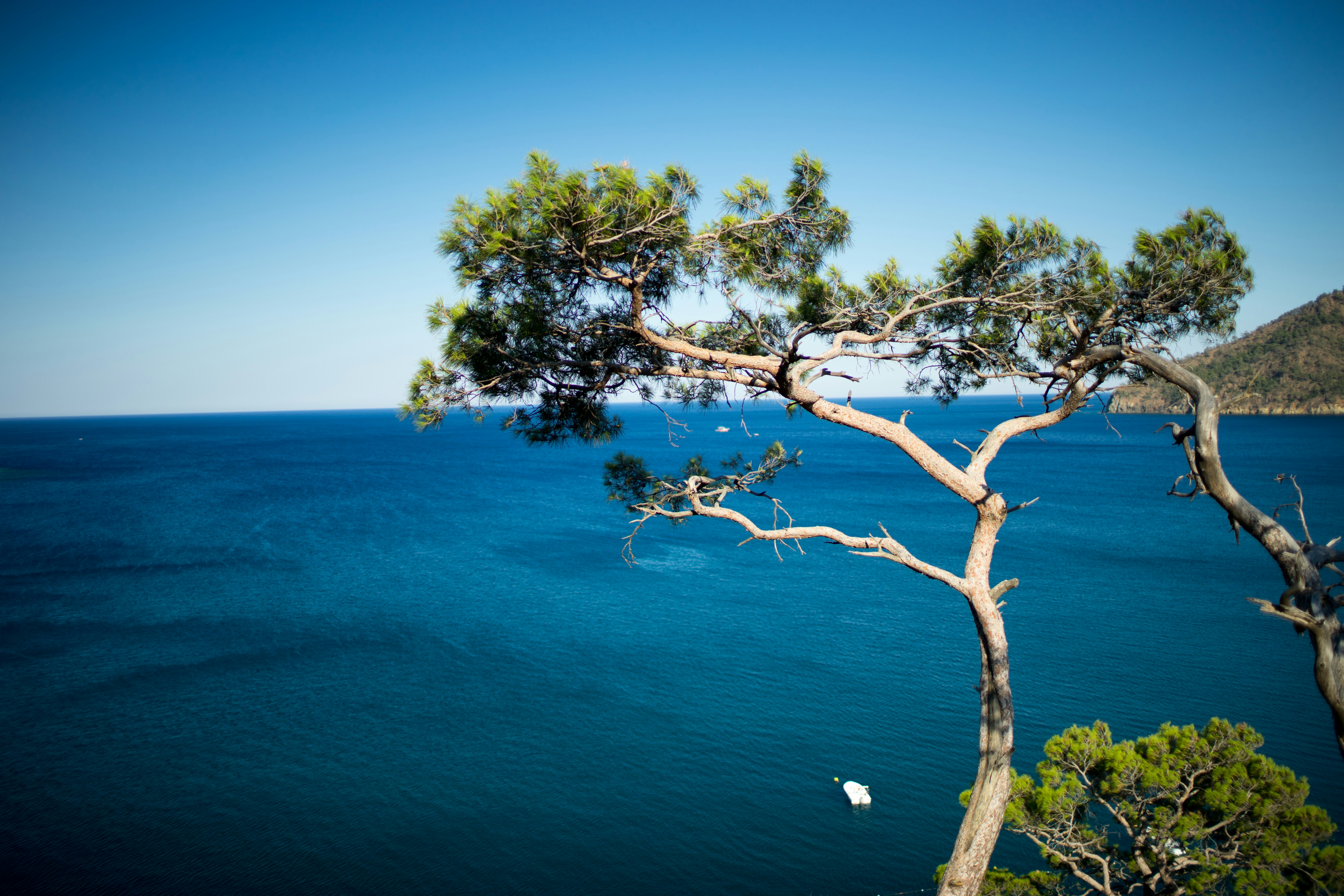 green-tree-near-blue-sea-during-daytime