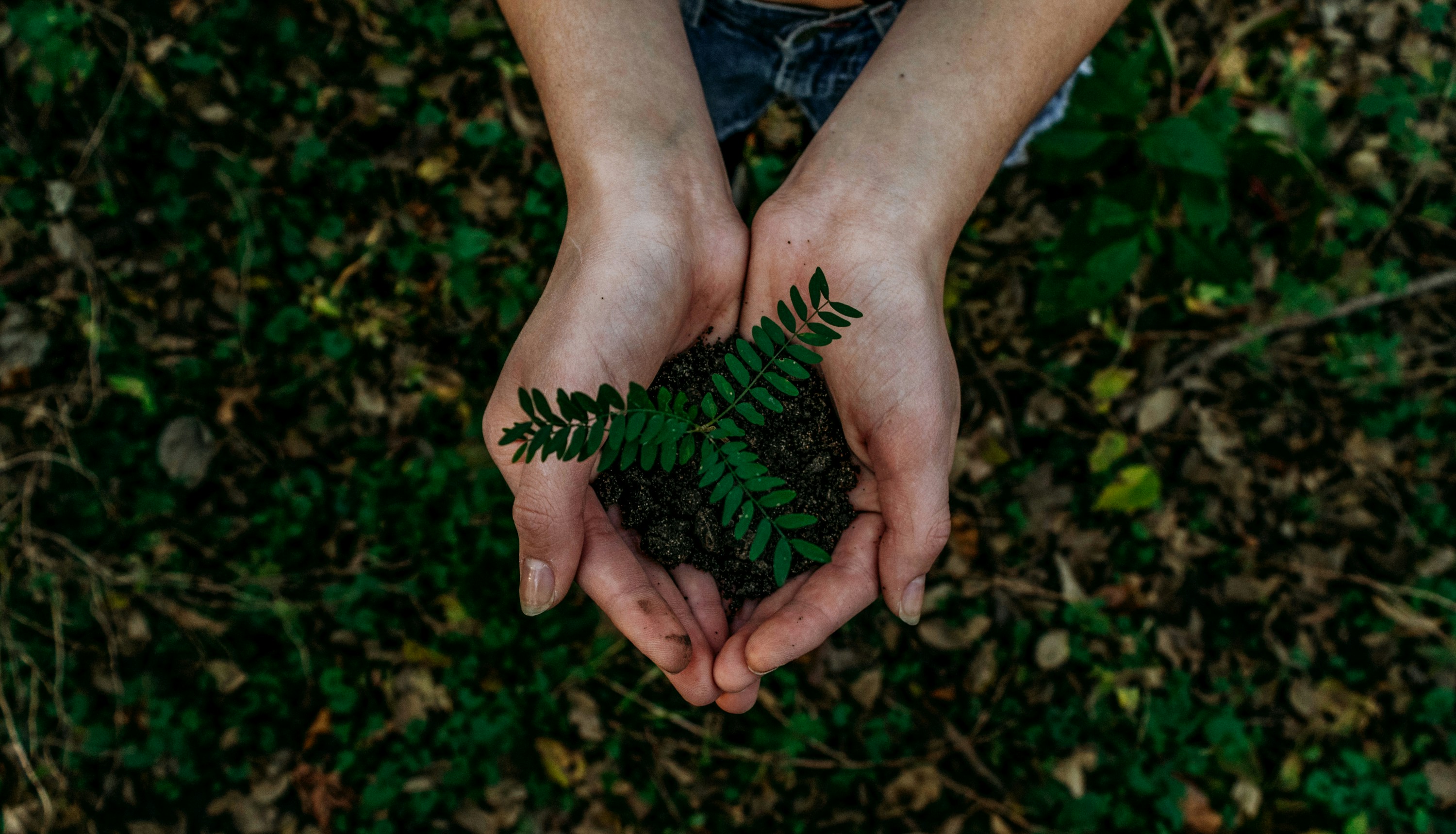 Hands holding a small green seedling growing from a mound of soil outdoors.