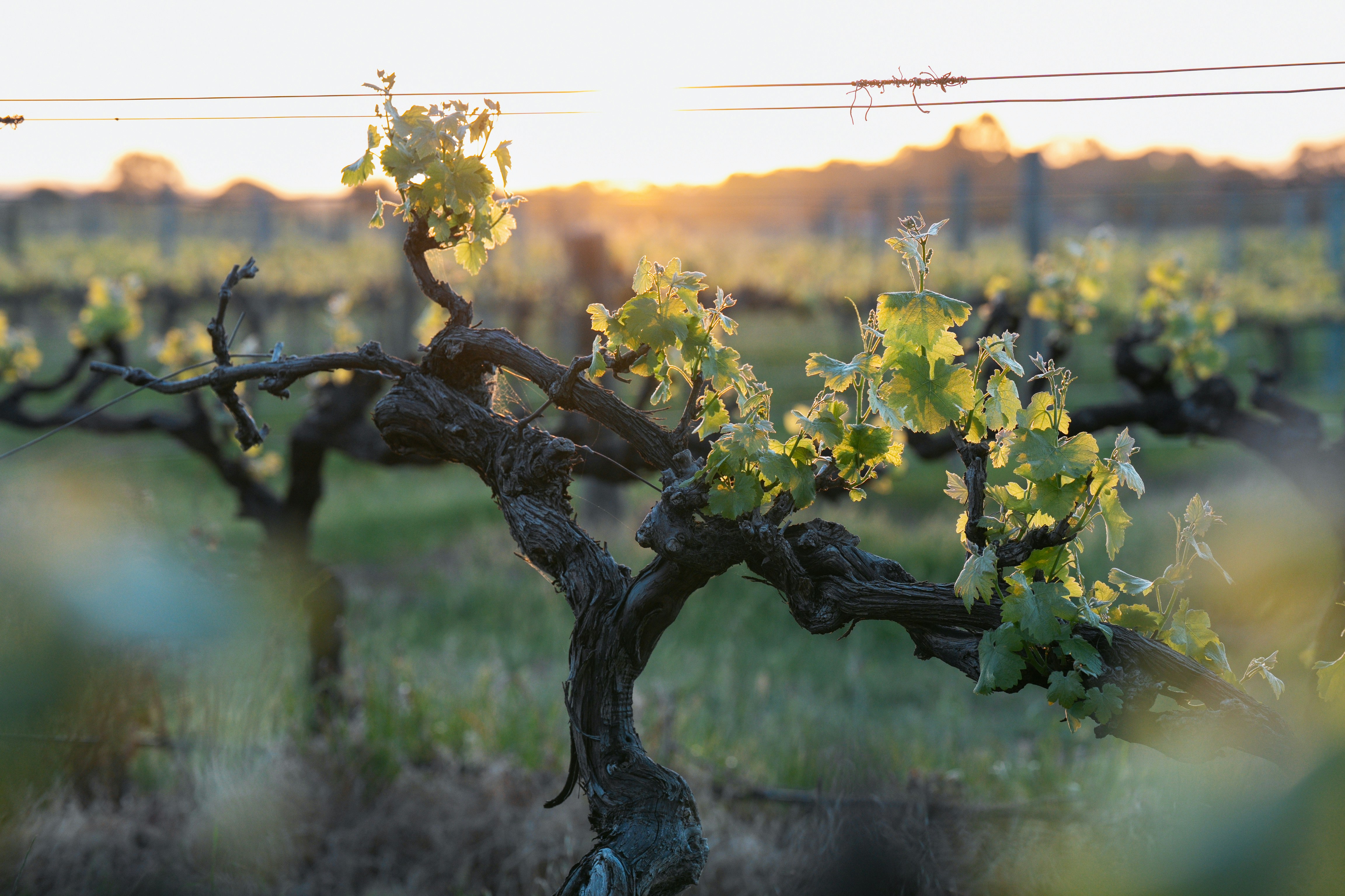 vineyard-rows-with-new-growth-at-sunset
