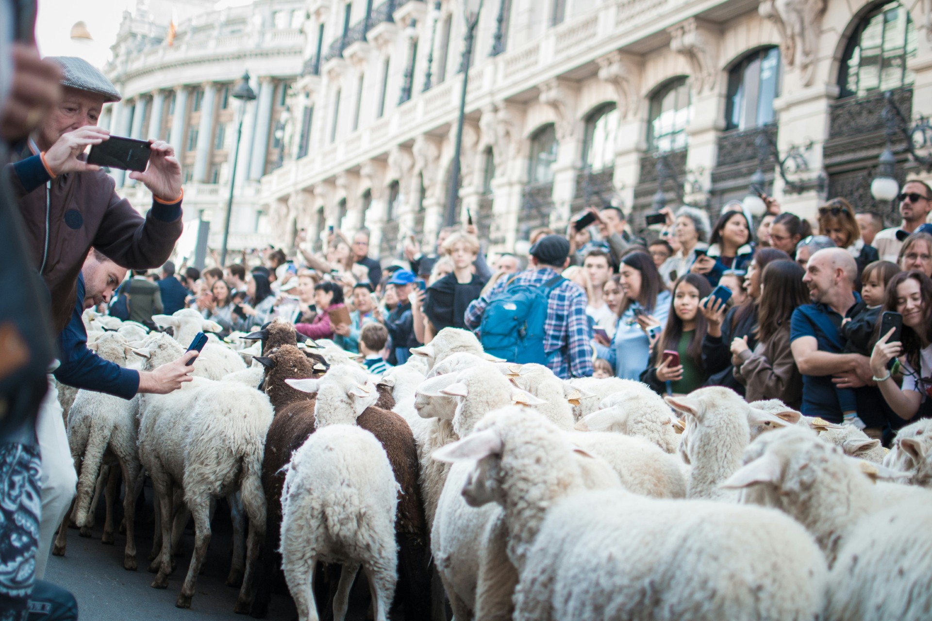 Photo presenting a flock of sheep being herded through a city street as onlookers photograph them.