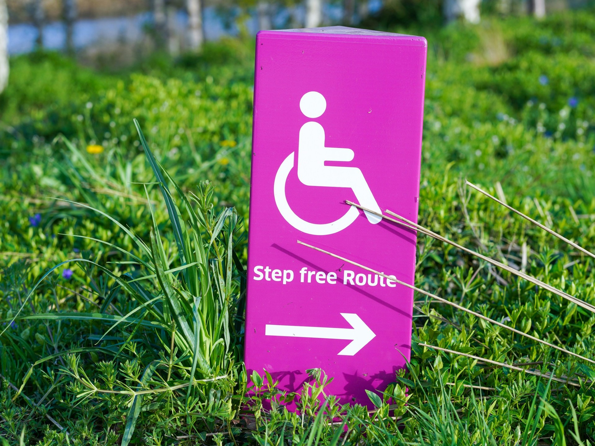 Photo presenting a purple "Step free Route" sign with a wheelchair symbol, set among green grass.