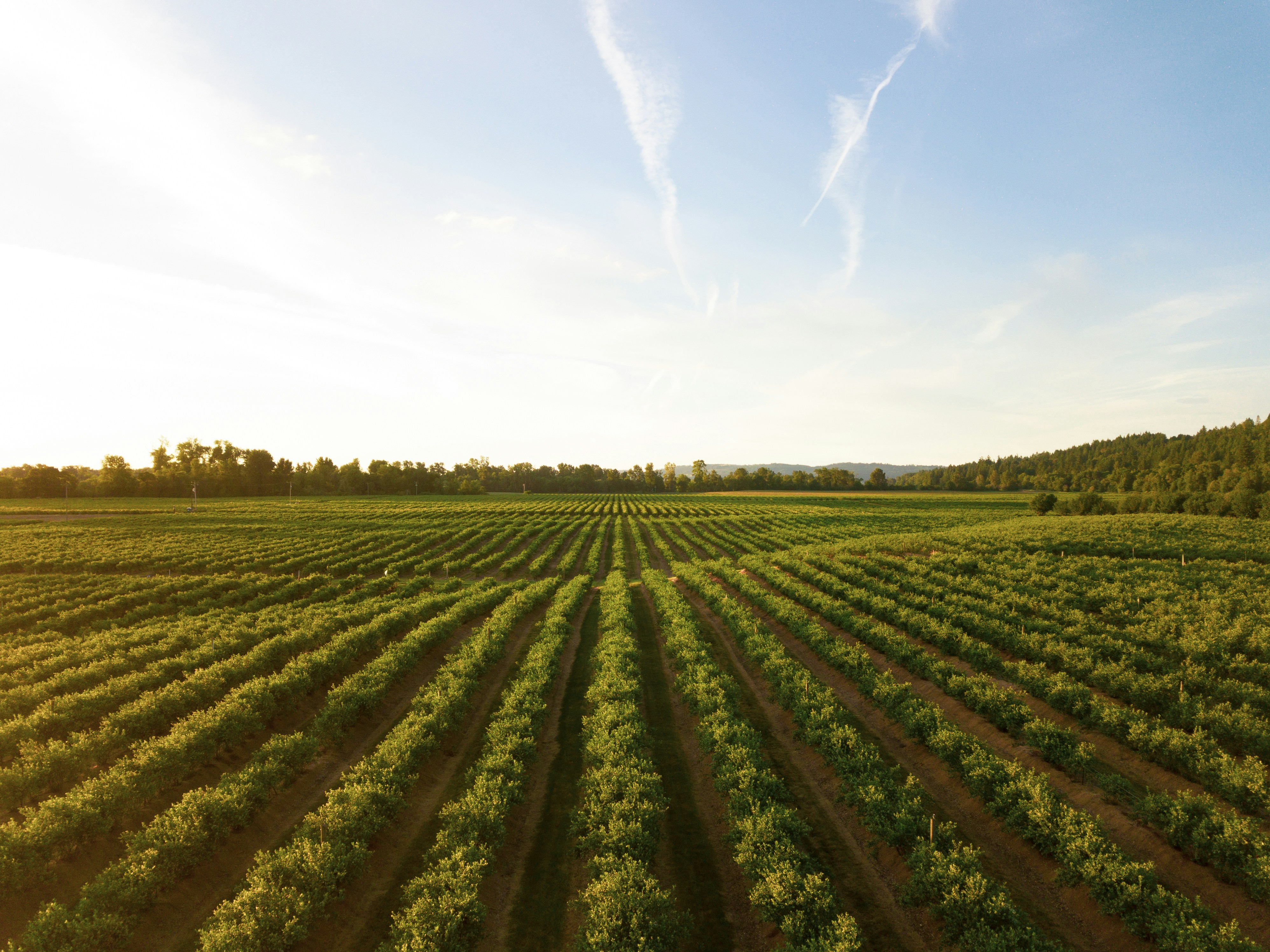 A picture presents cultivated farmland under a clear sky.