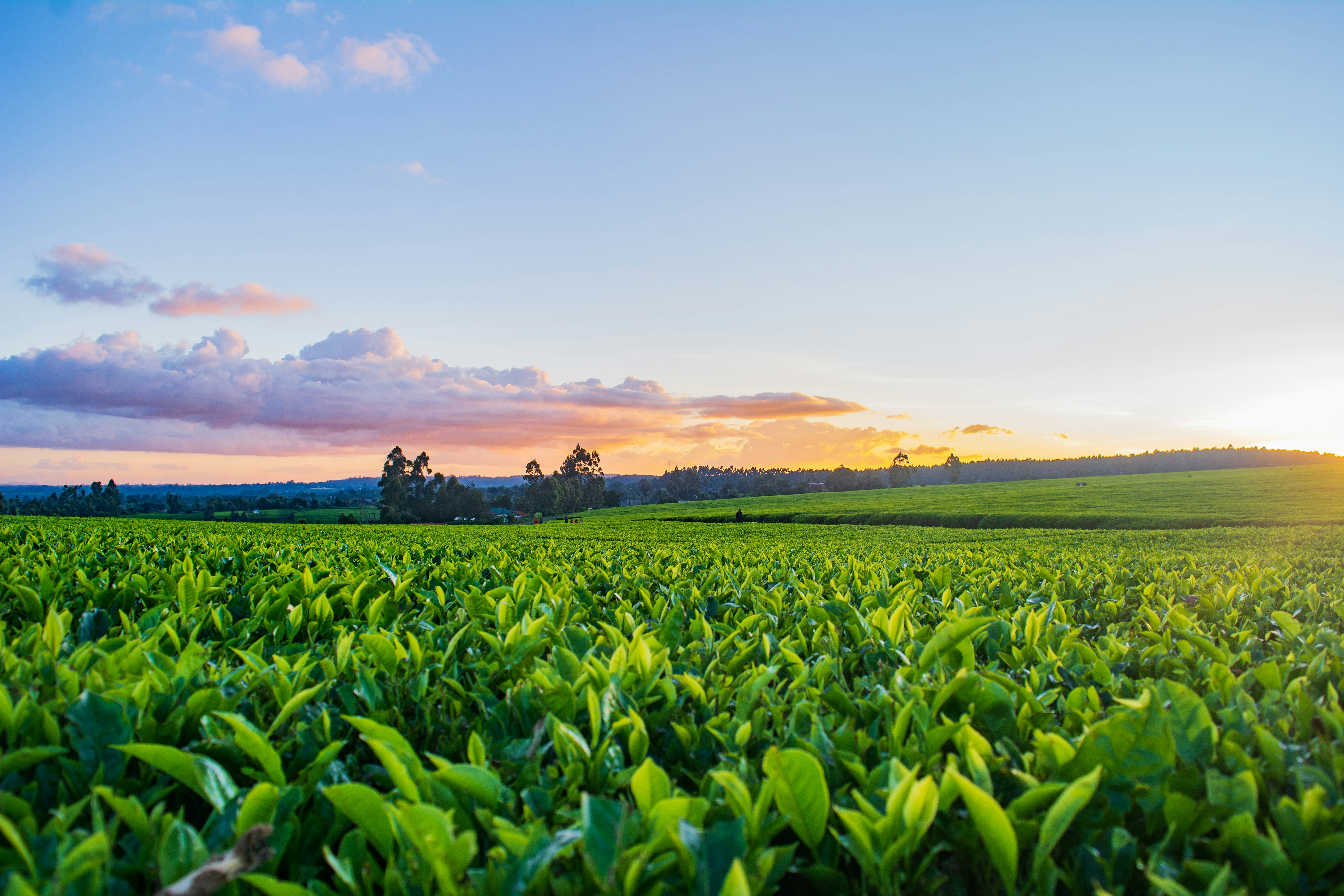 A photo presents a green agricultural field at sunset.