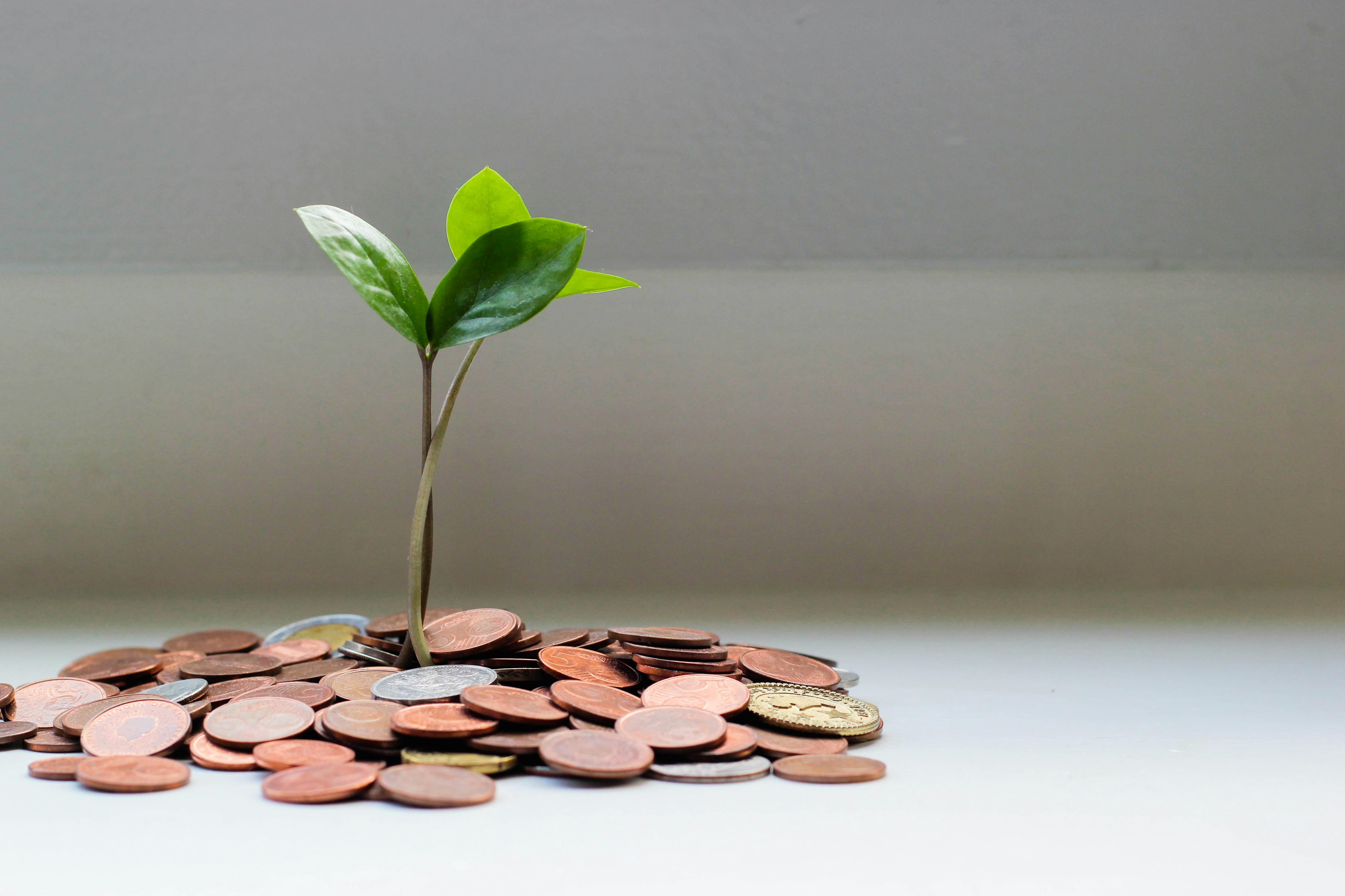 The picture presents savings growing like a plant.