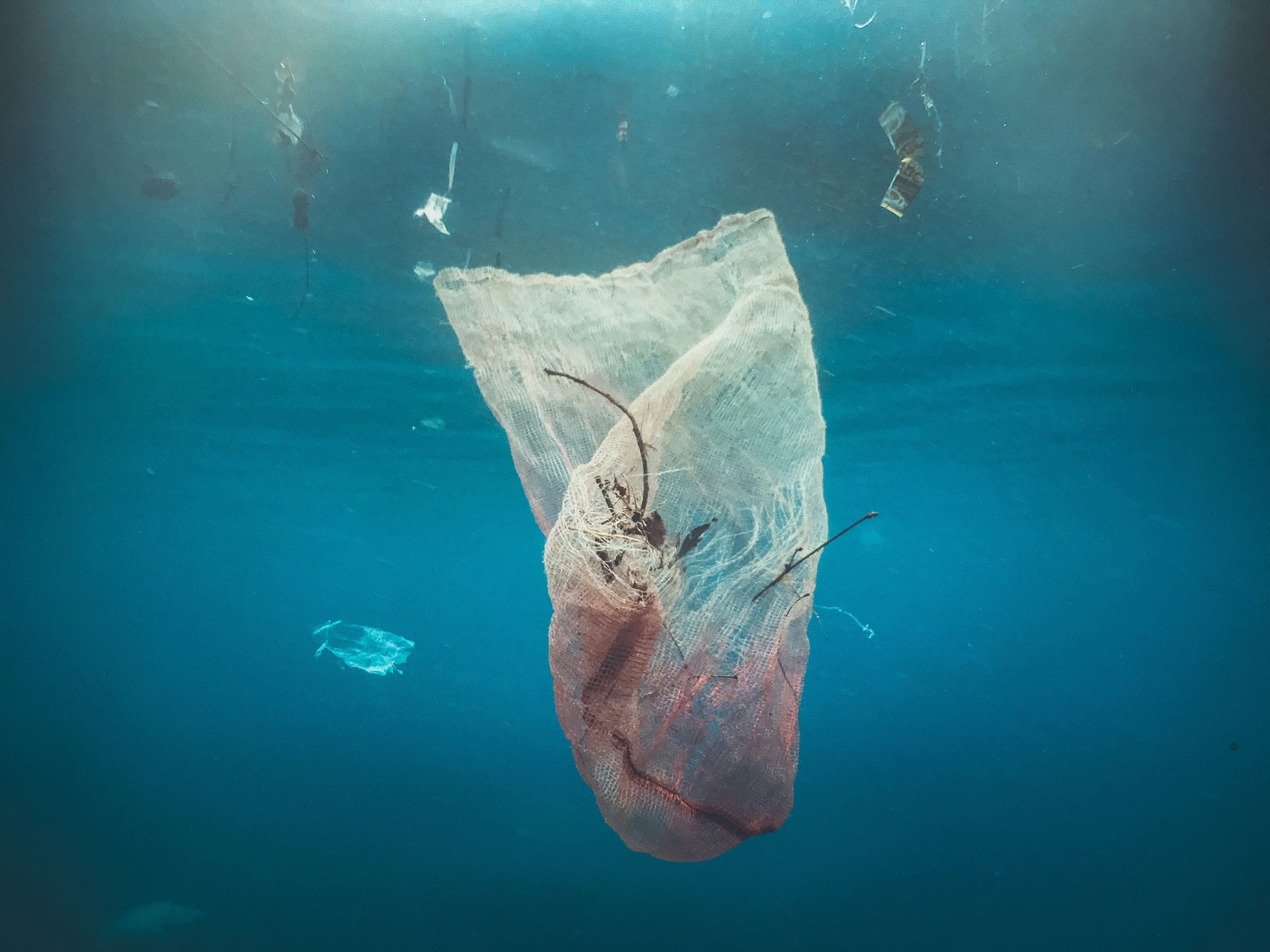 A plastic bag floating in the water.