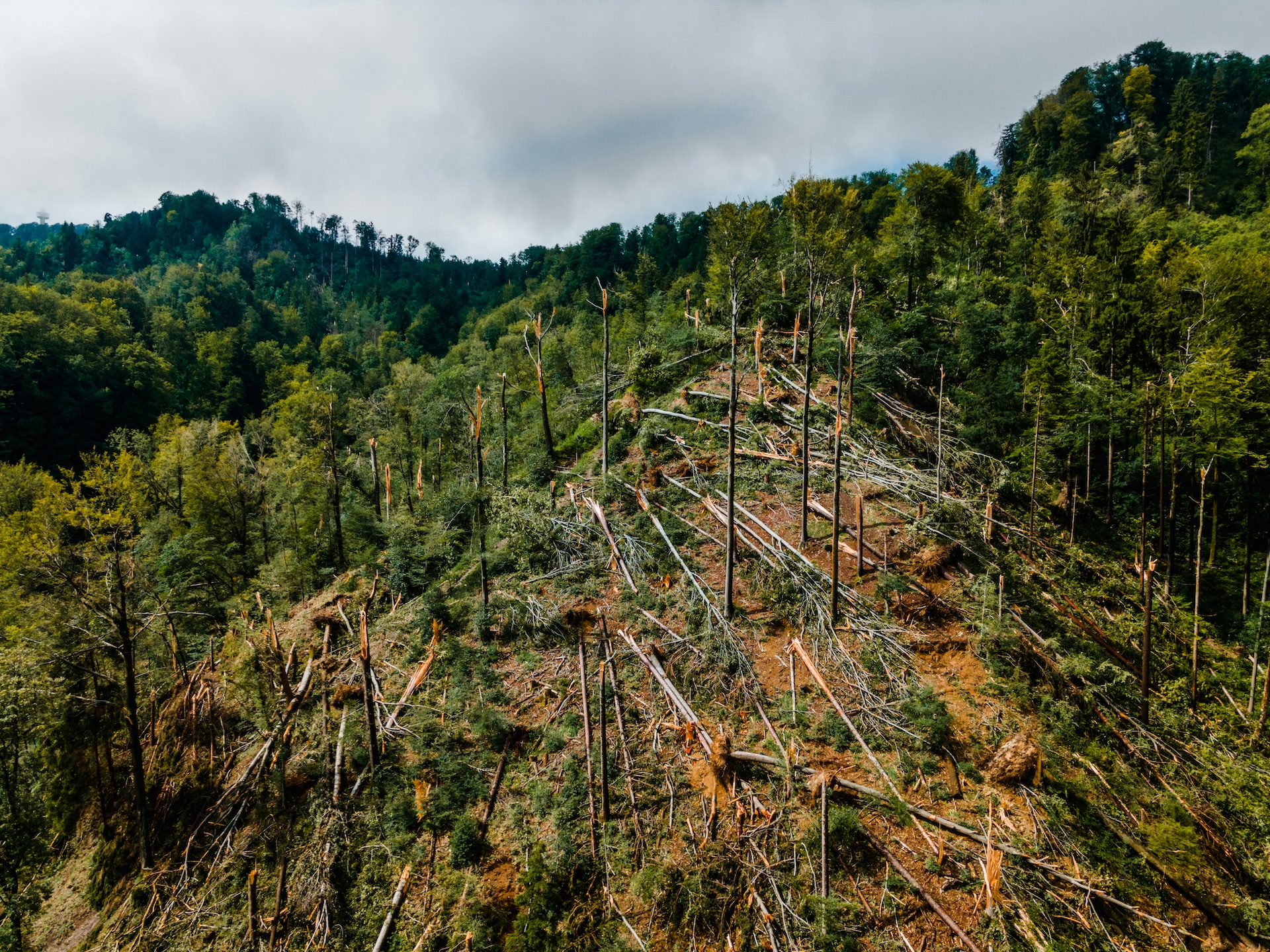 Zürich after some stormy summer days in July 2021. Sadly some trees could not withstand the strong winds. Published on Unsplash on July 16, 2021, by Patrick Federi