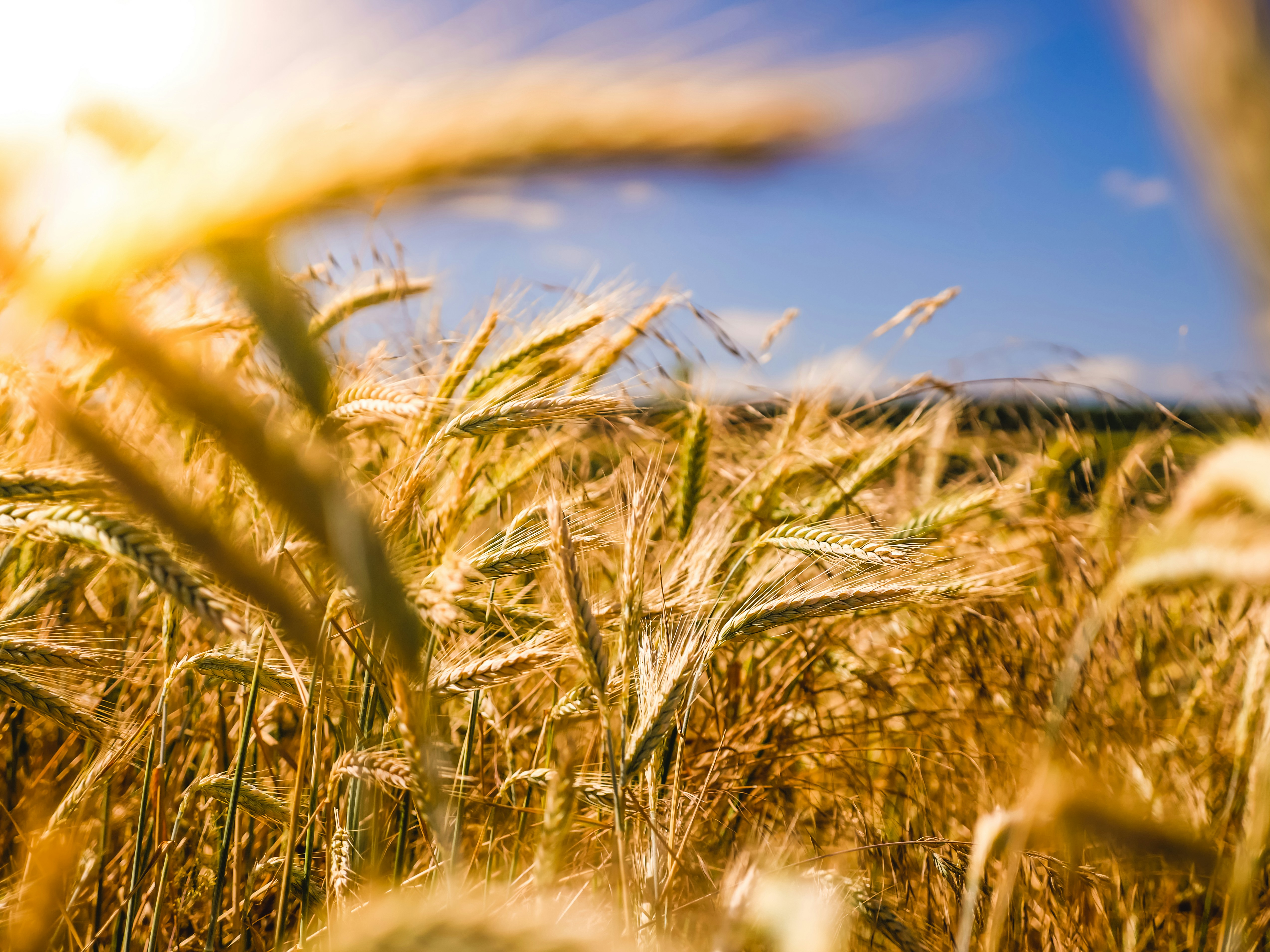 A photo presents golden wheat growing under a blue sky.