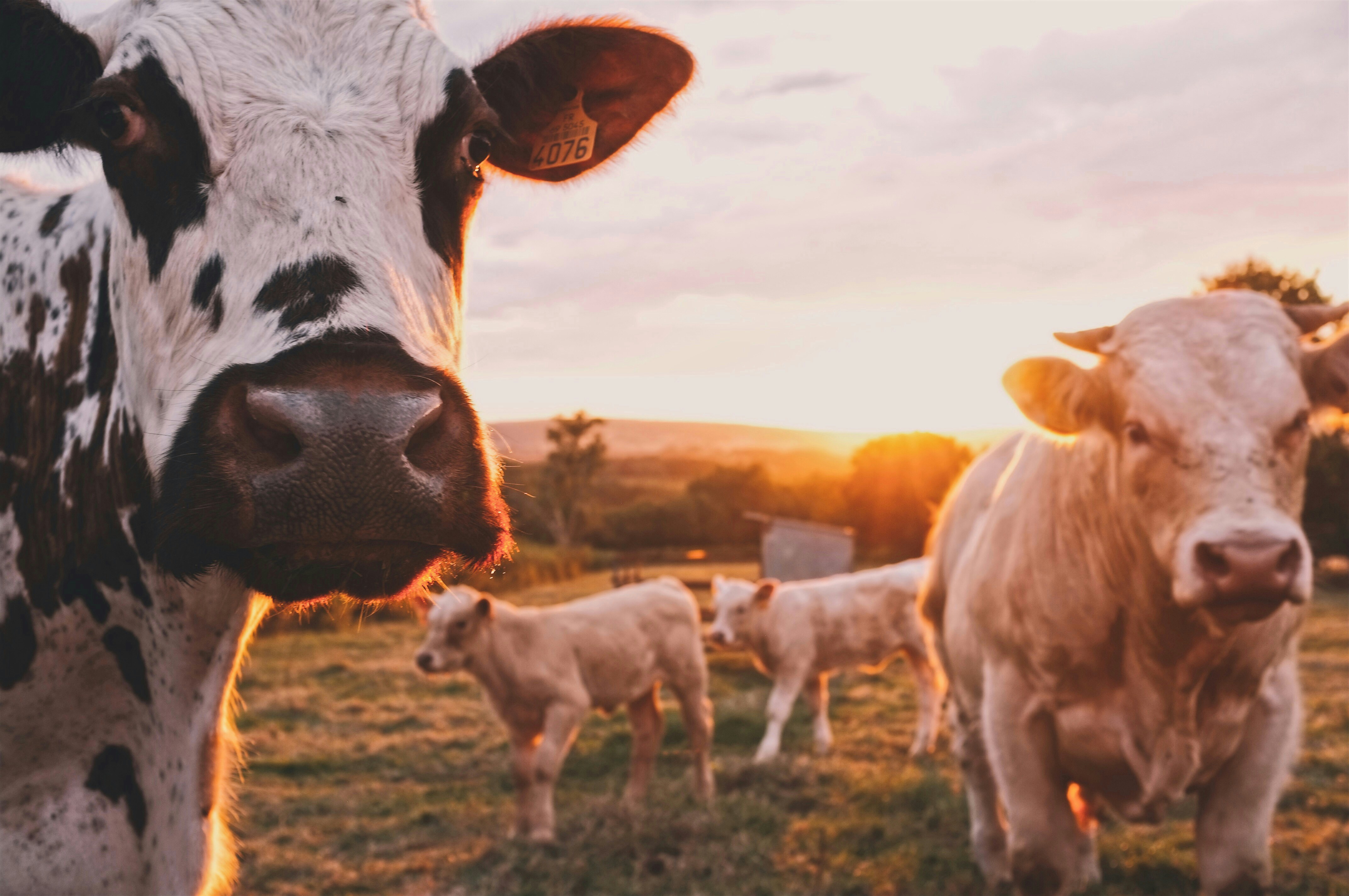 A photo presents cows in a field at sunset.