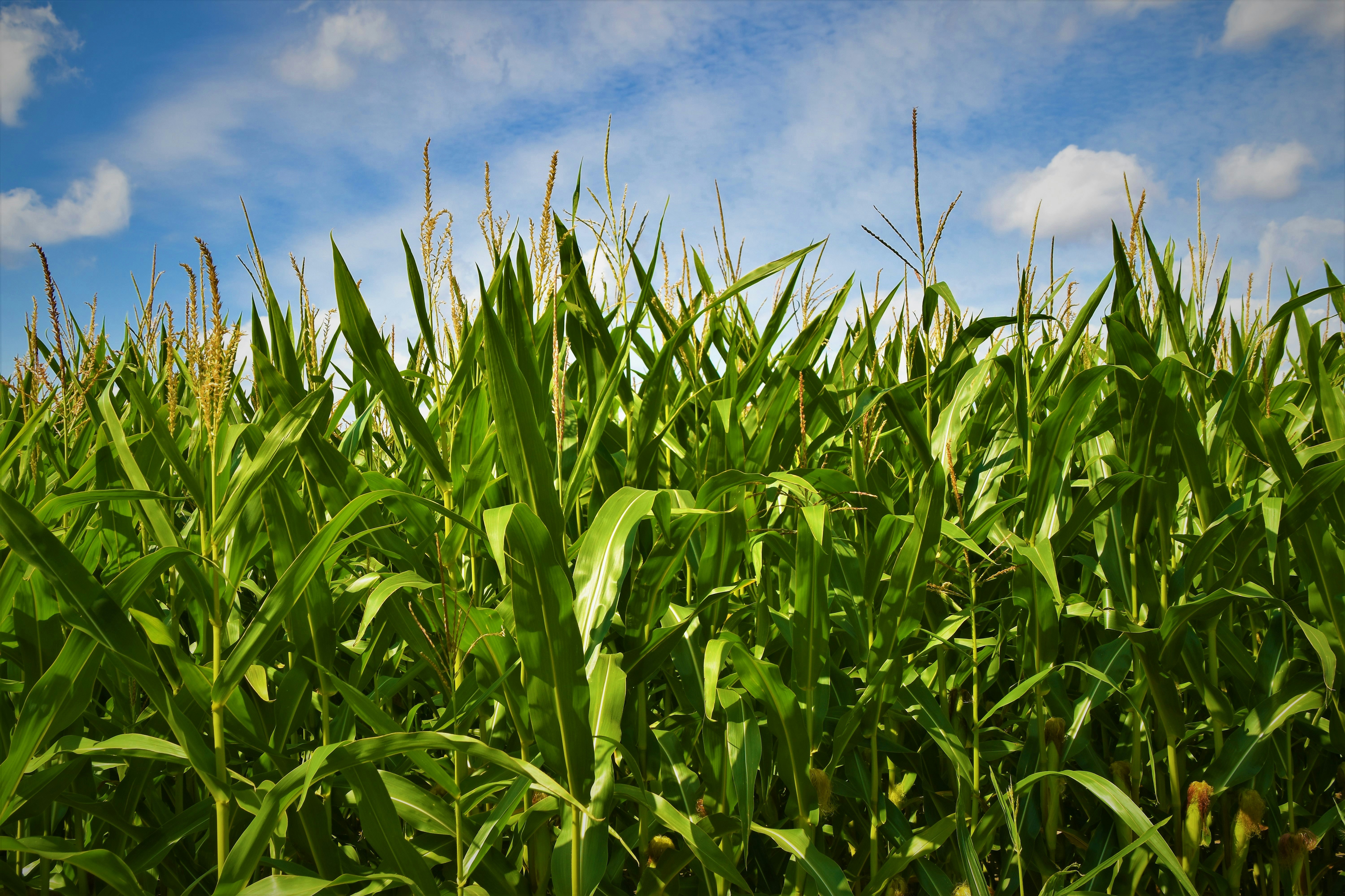 A picture presents a green cornfield under a blue sky.