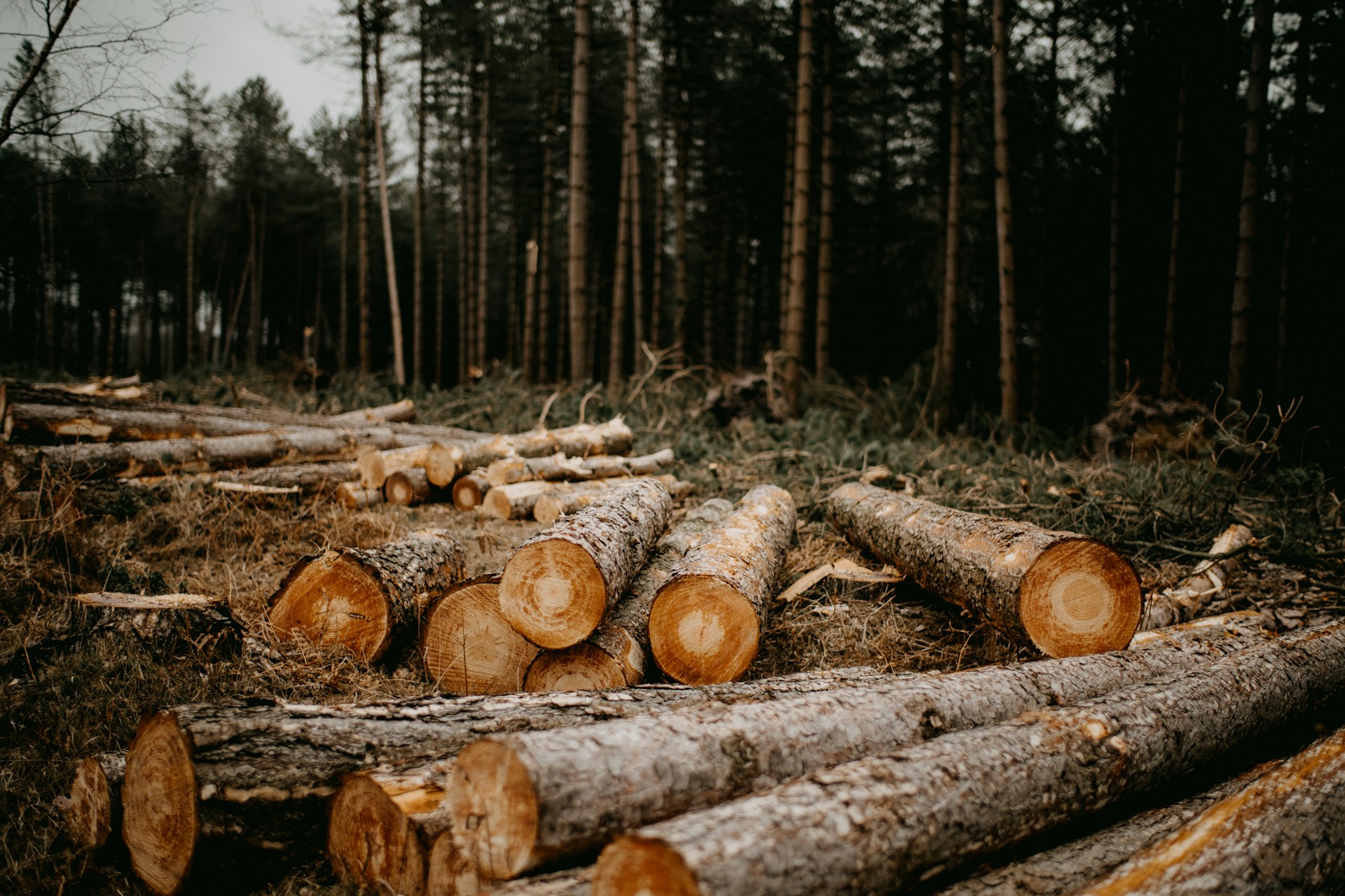 The photo presents cut logs in a forest.