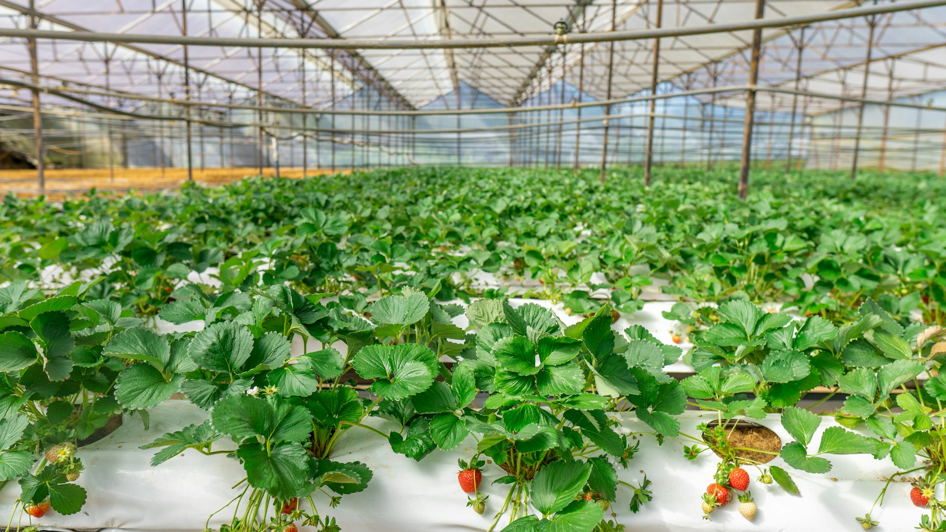 The photo presents strawberry plants in a greenhouse.