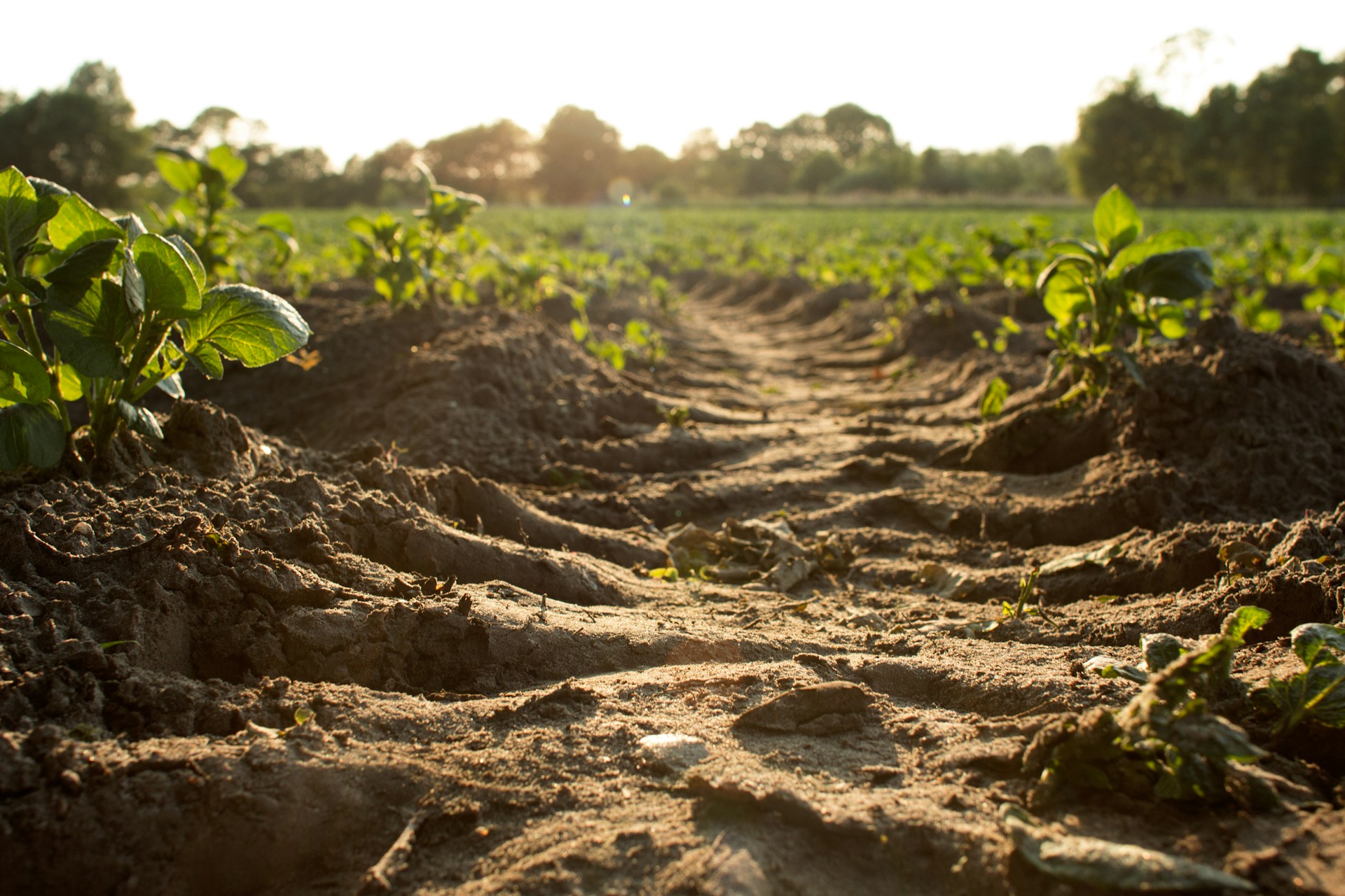 The photo presents crops growing in a field.