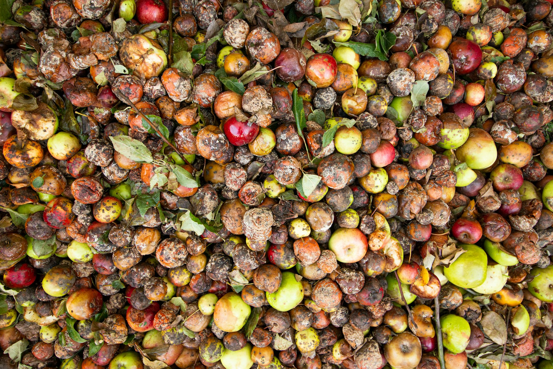 The photo presents a pile of rotten apples.