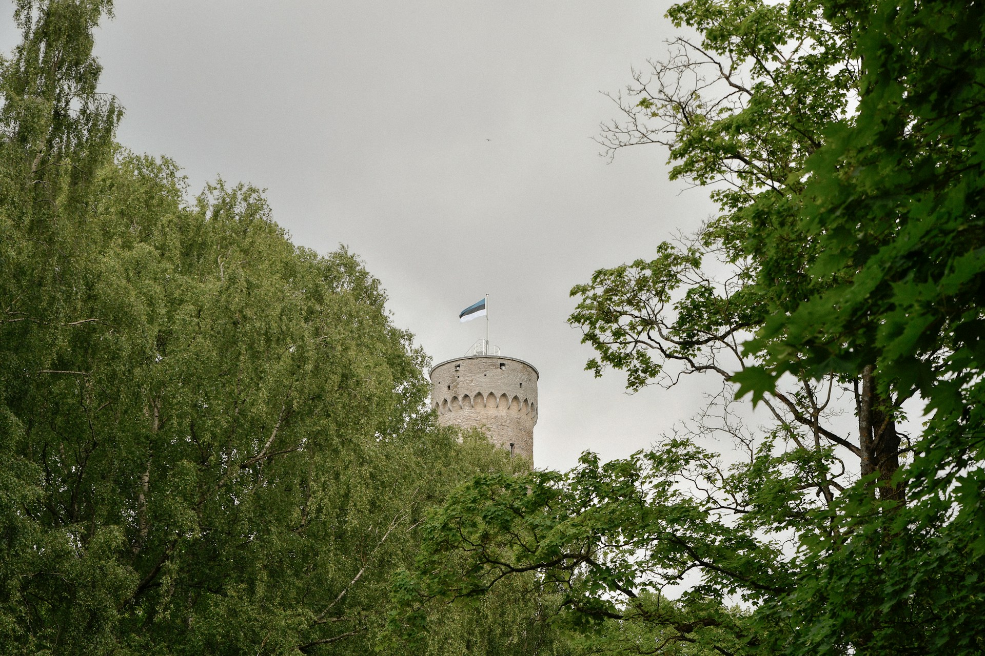 The photo presents the Estonian flag flying above a historic tower surrounded by trees.