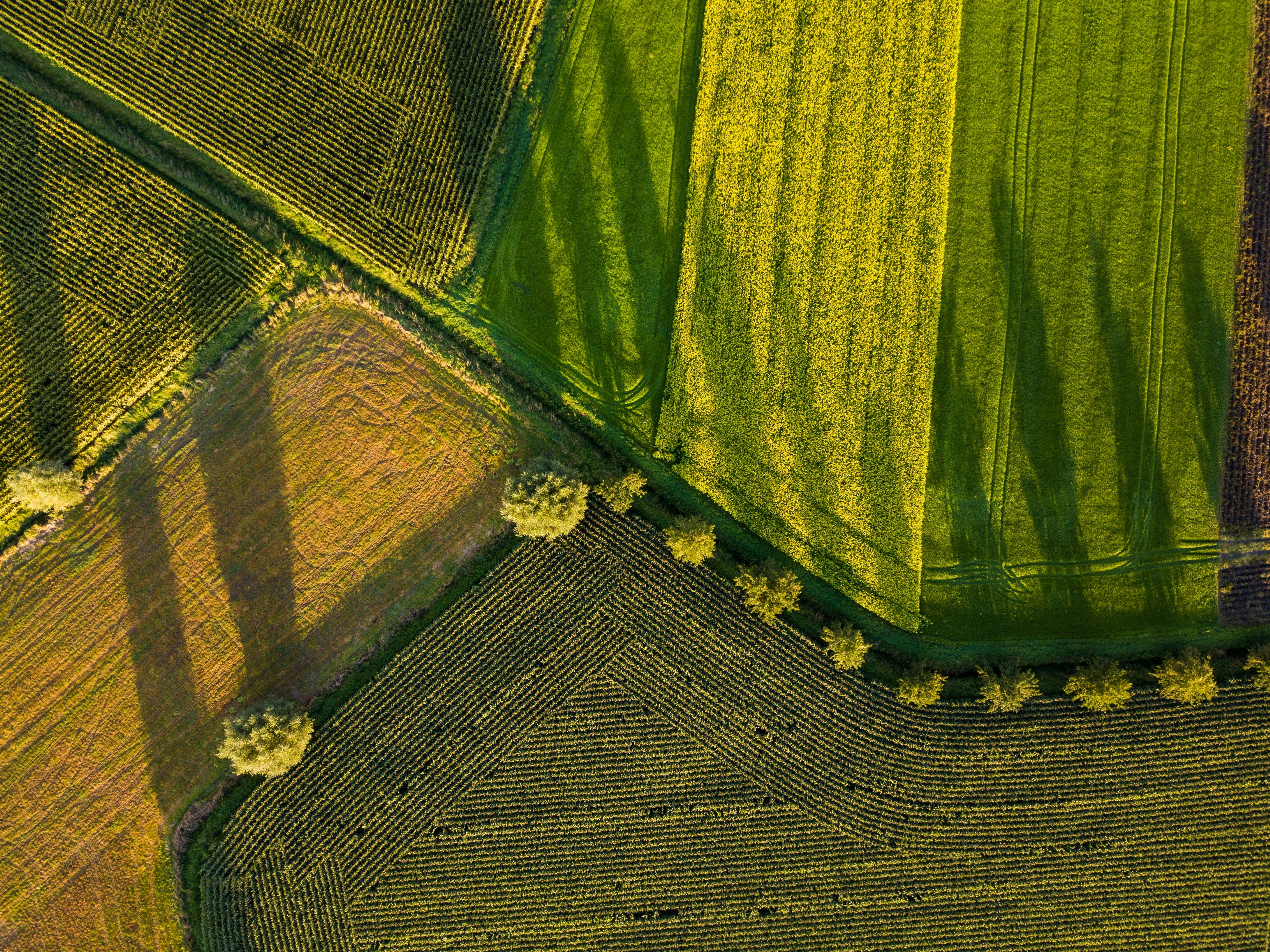 The photo presents green agricultural fields from above.