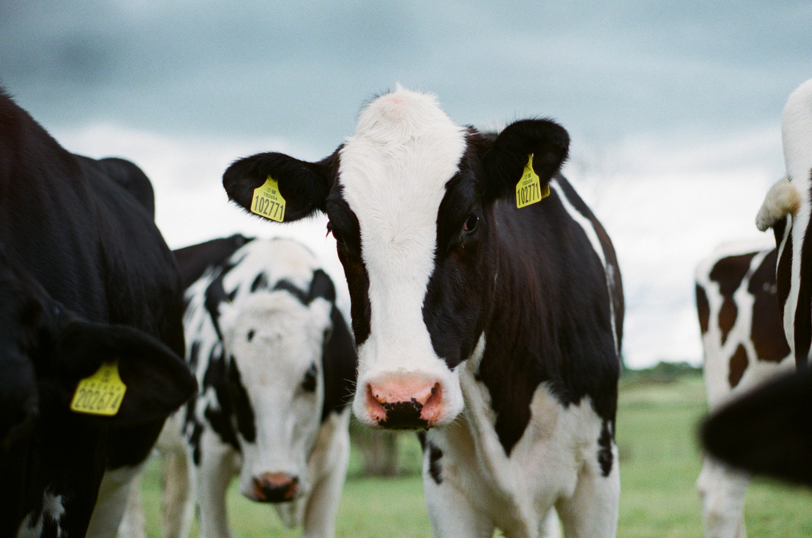 The photograph shows black-and-white cows.
