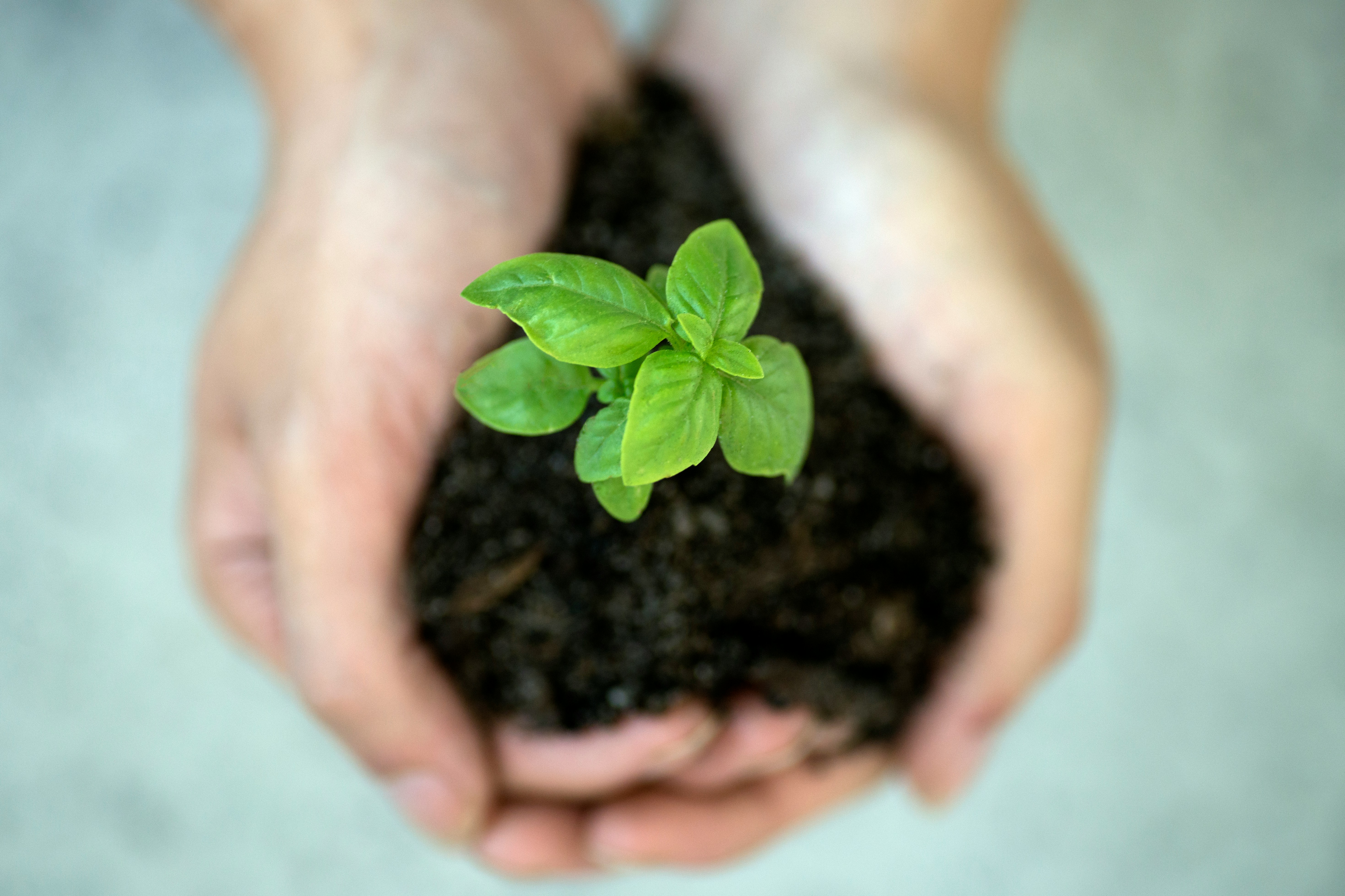 The photo presents hands holding young basil plant. 