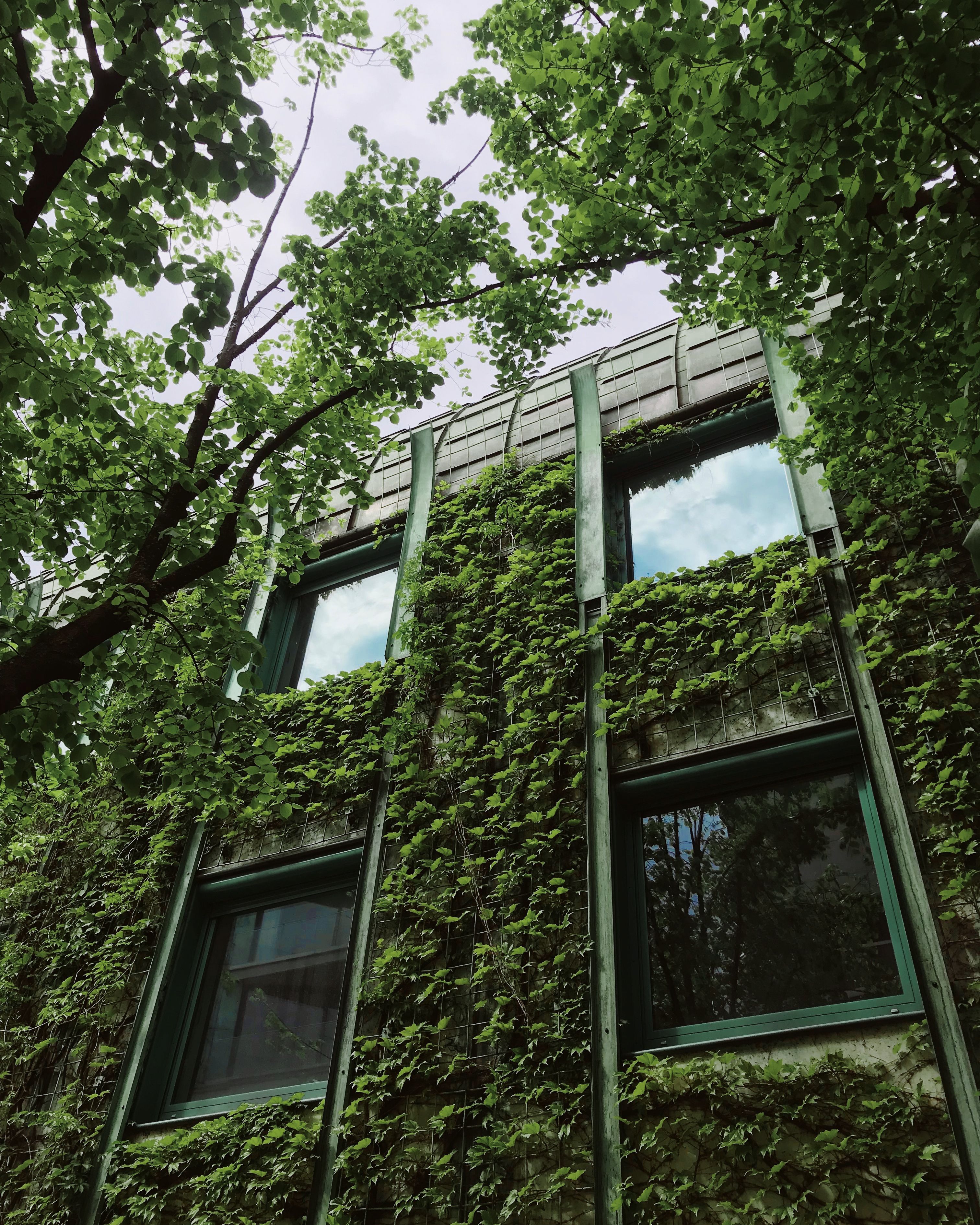 The picture describes a building façade covered with climbing vegetation and surrounded by mature trees.