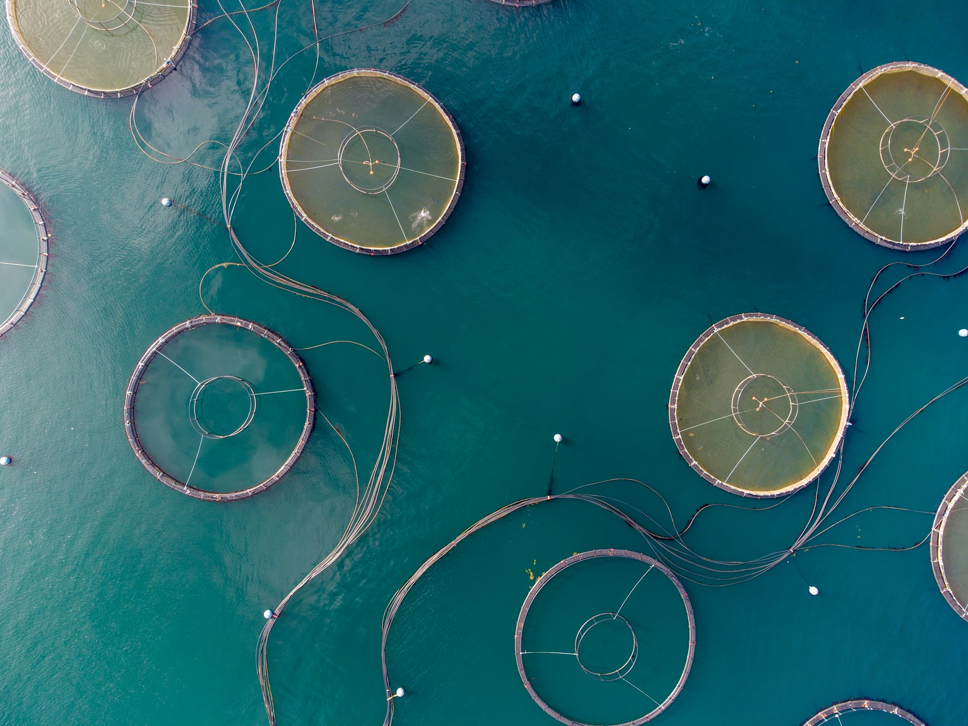 The photo presents circular fish farms in the sea.