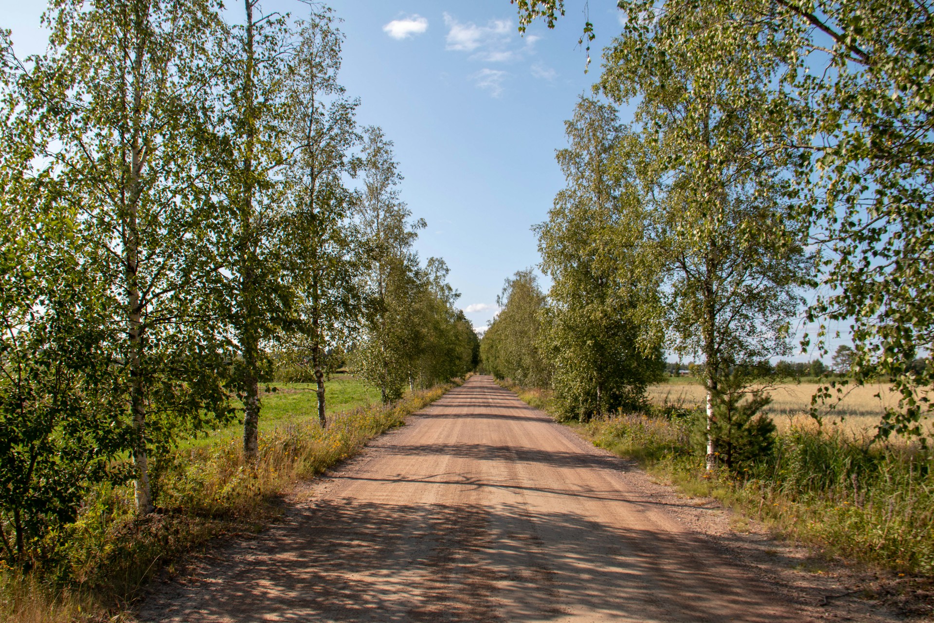 The photo presents a quiet rural dirt road lined with birch trees and fields.