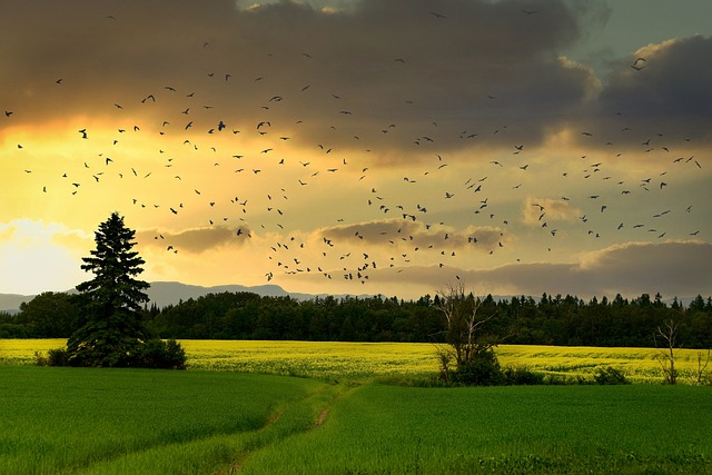 An illustrative photo of a countryside landscape at sunset