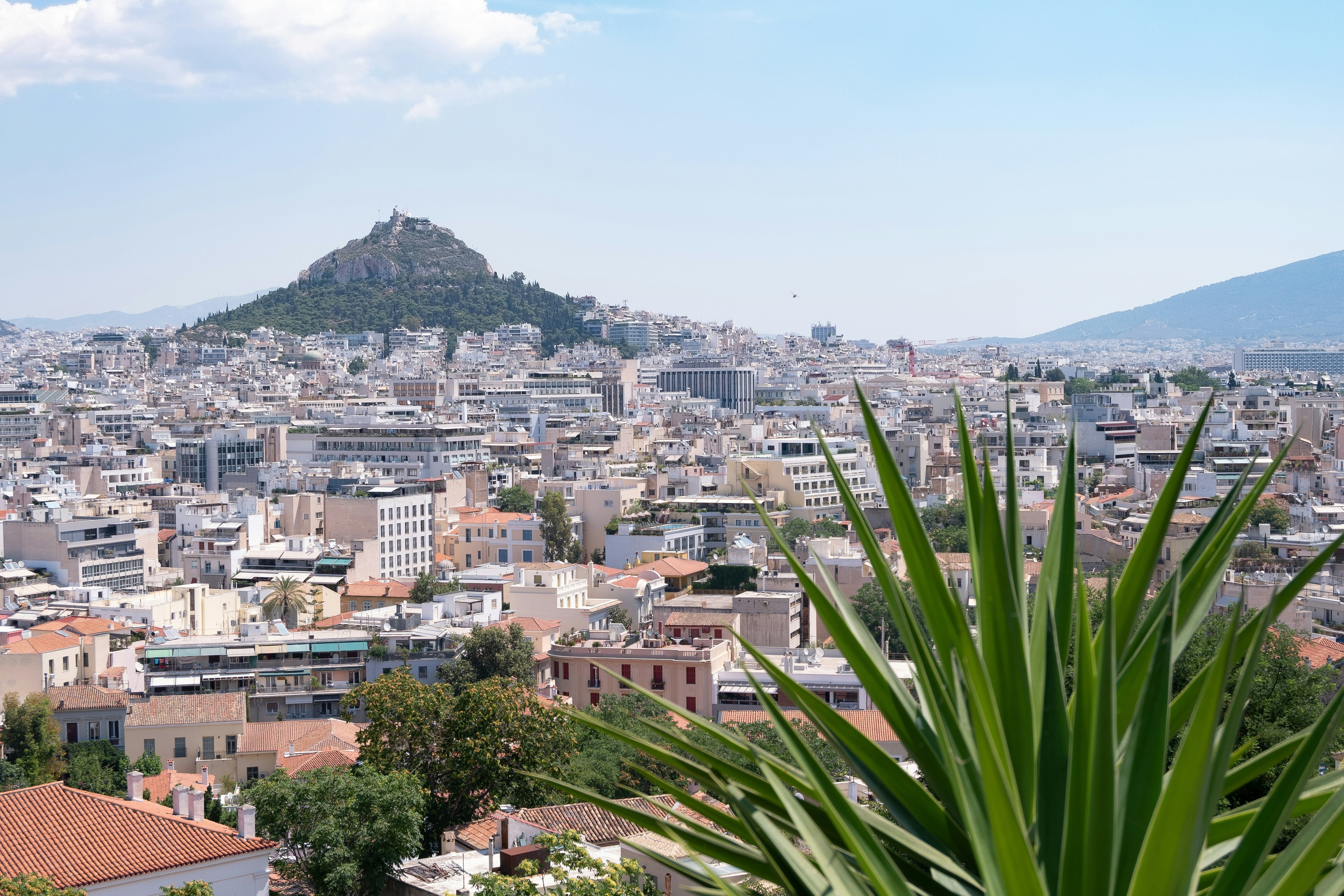 Photo by Unsplash An illustrative photo of green palm tree near city buildings during daytime.