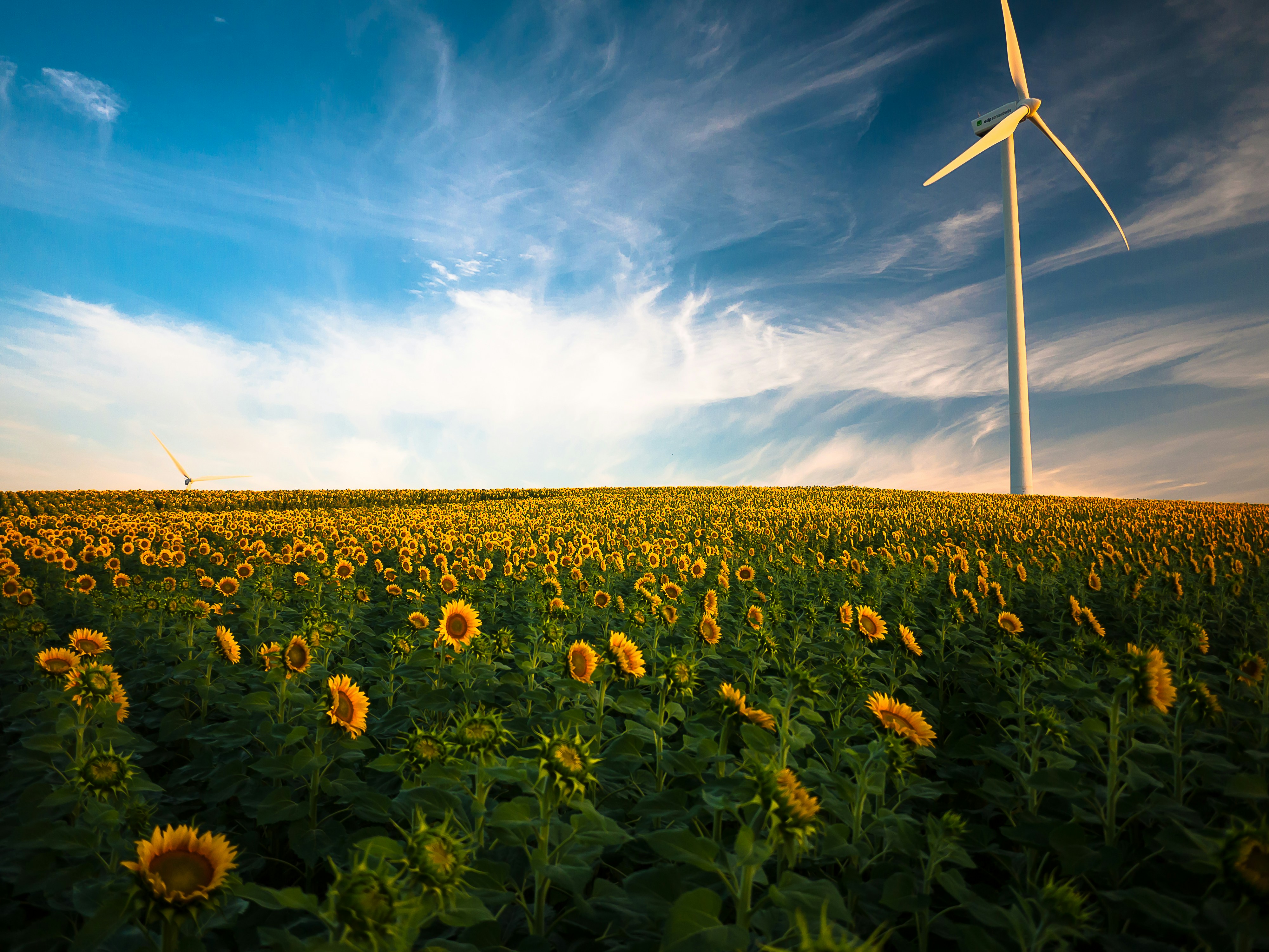 An illustrative photo of sunflower field with renewable wind energy generator 