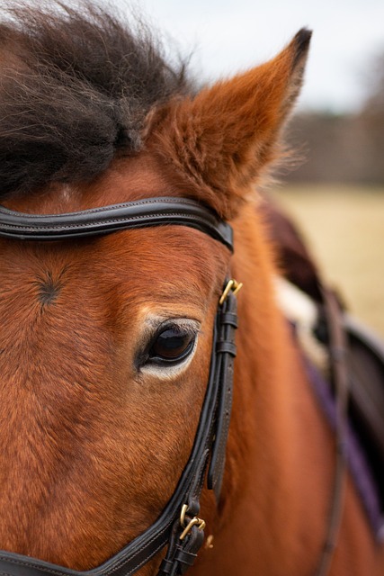 An illustrative photo of a brown horse