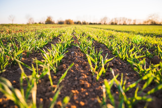 An illustrative photo of a green grass field during daytime