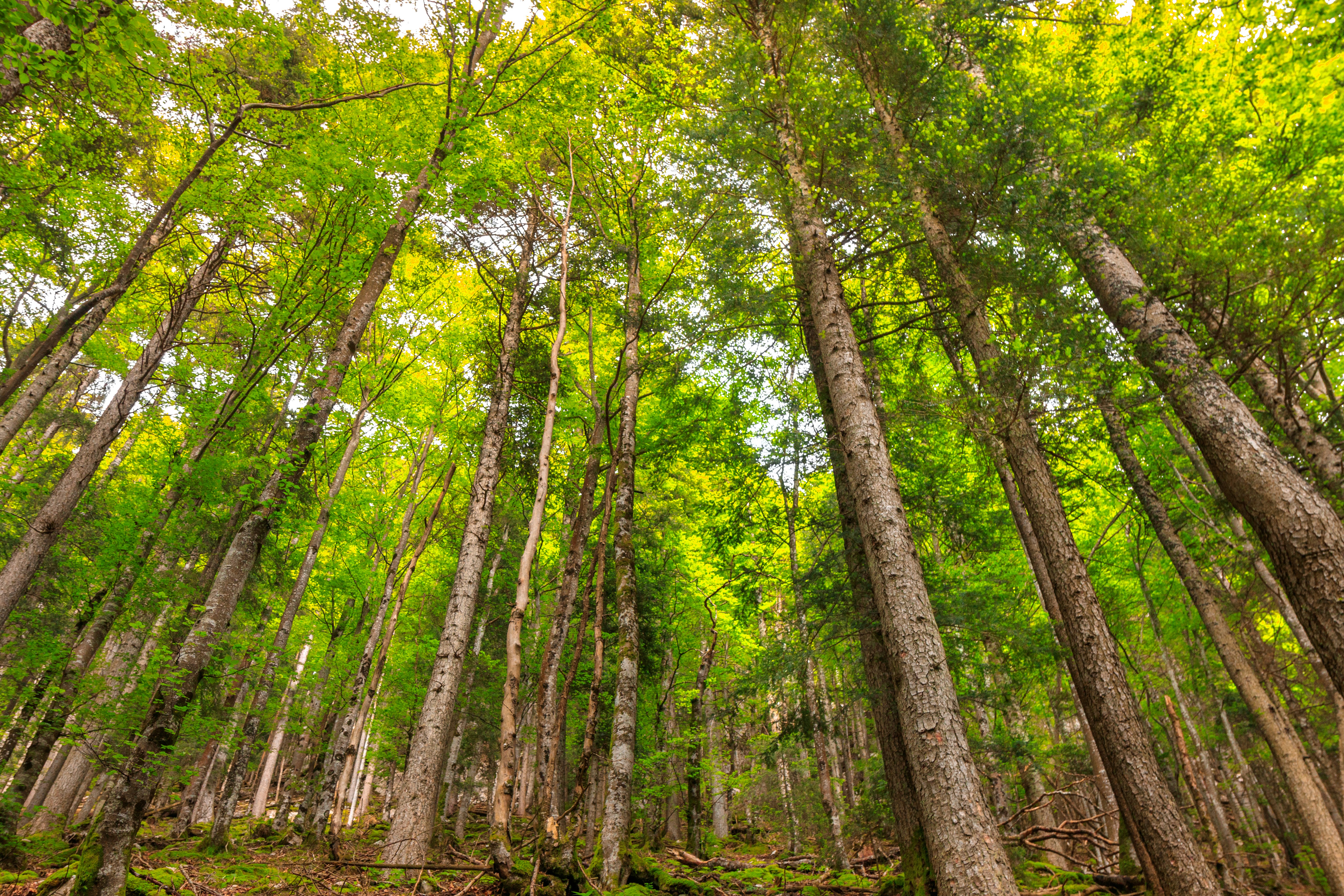 An illustrative photo of a forest with tall green trees