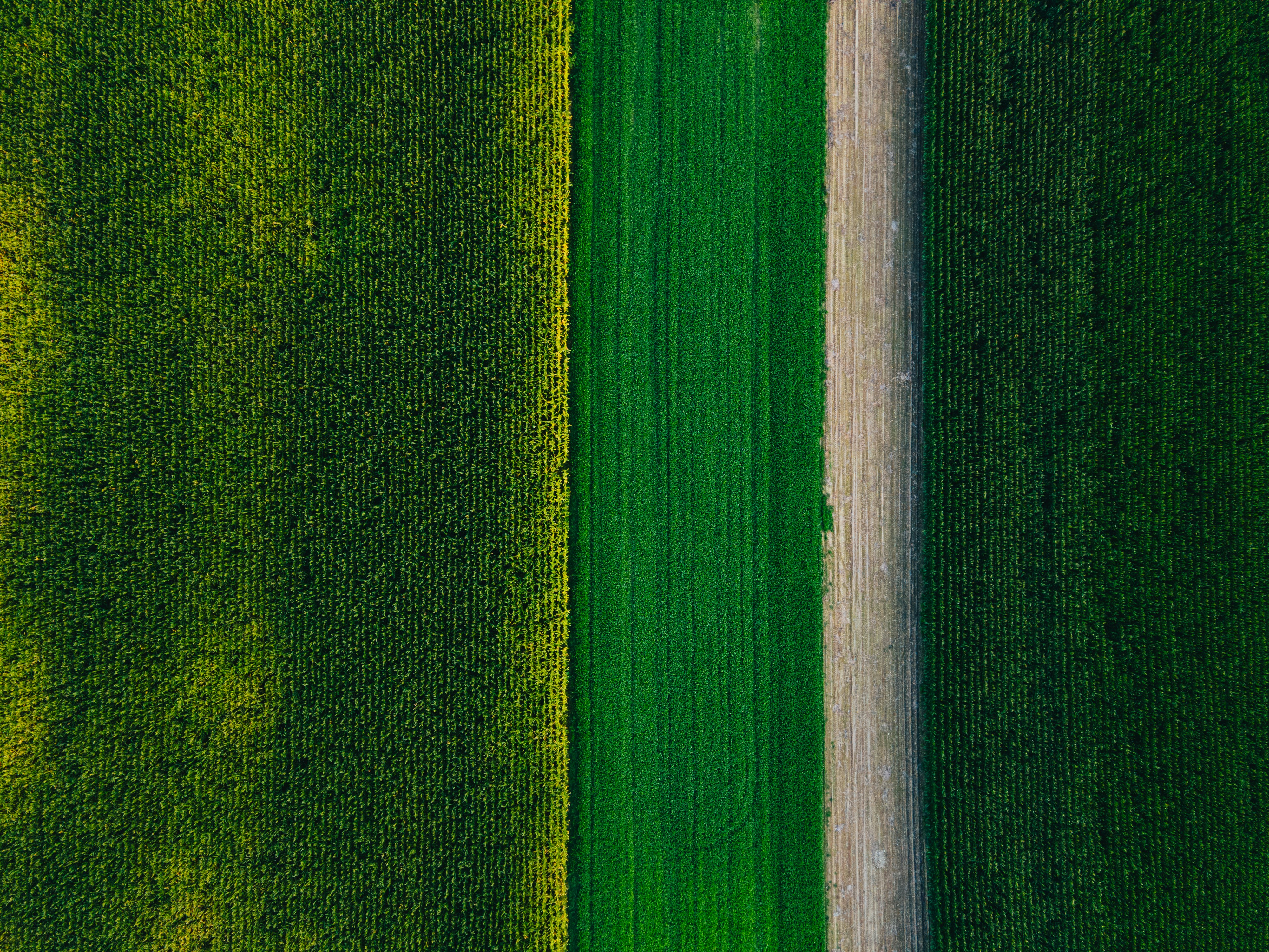 Photo by Unsplash An illustrative photo of green grass field