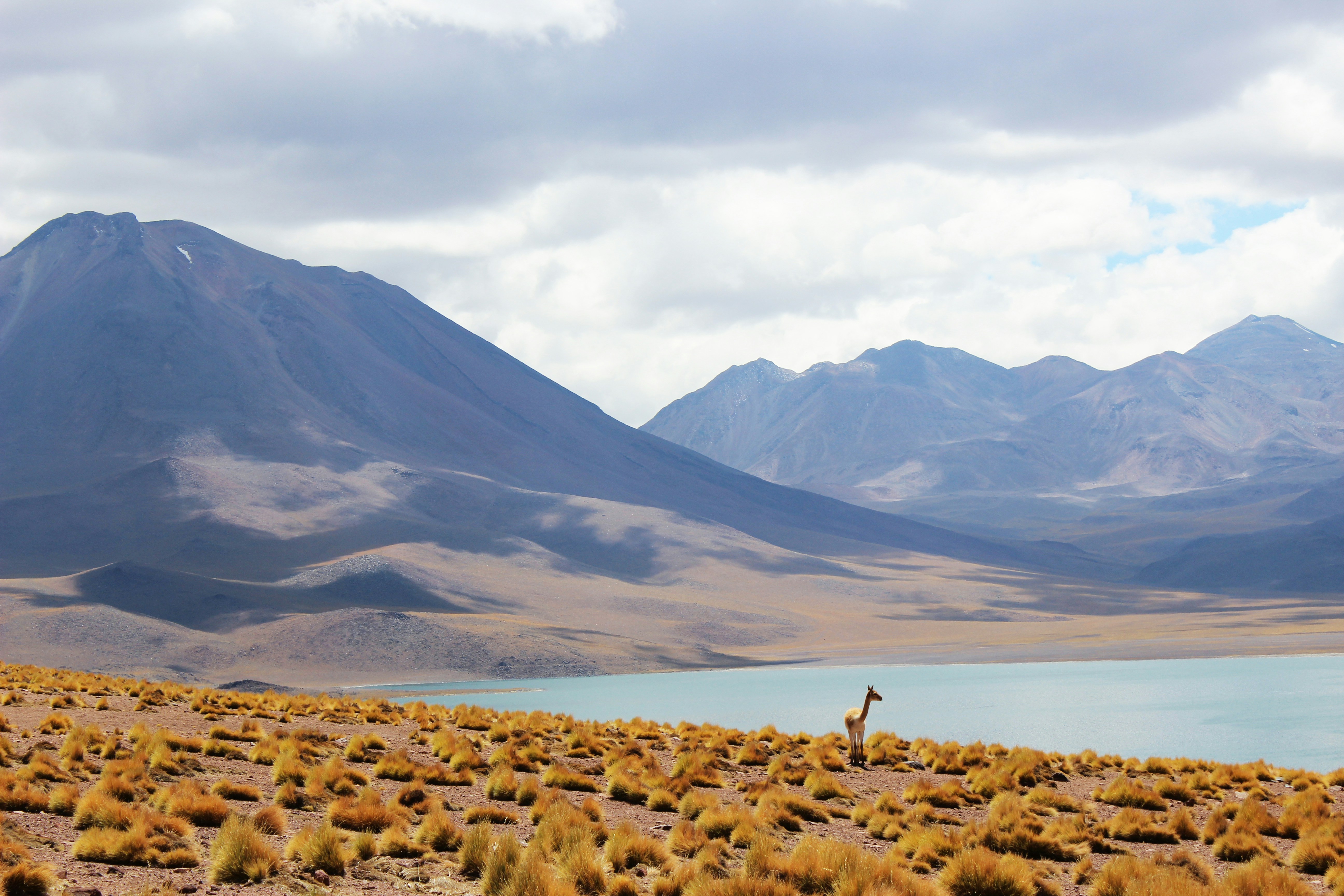 Photo by Unsplash An illustrative photo of a lama by a mountain lake