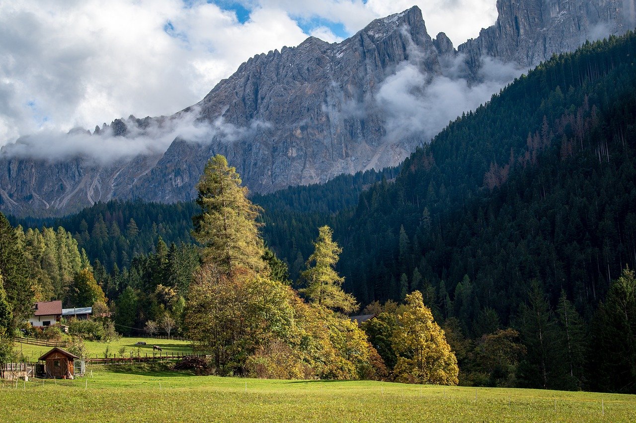 An illustrative photo of a pine forest with coniferous trees in autumn