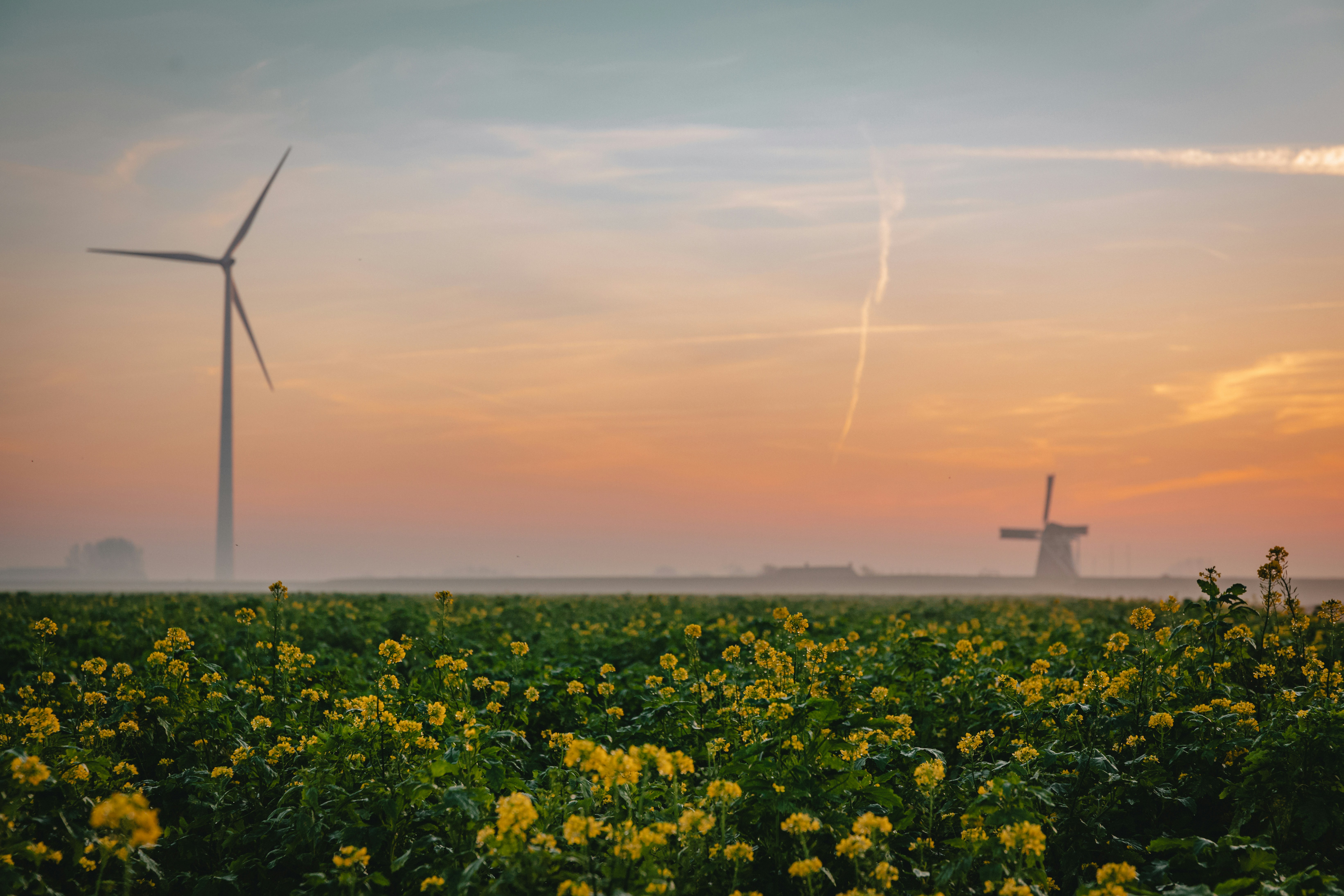 An illustrative photo of a field of yellow flowers with windmills