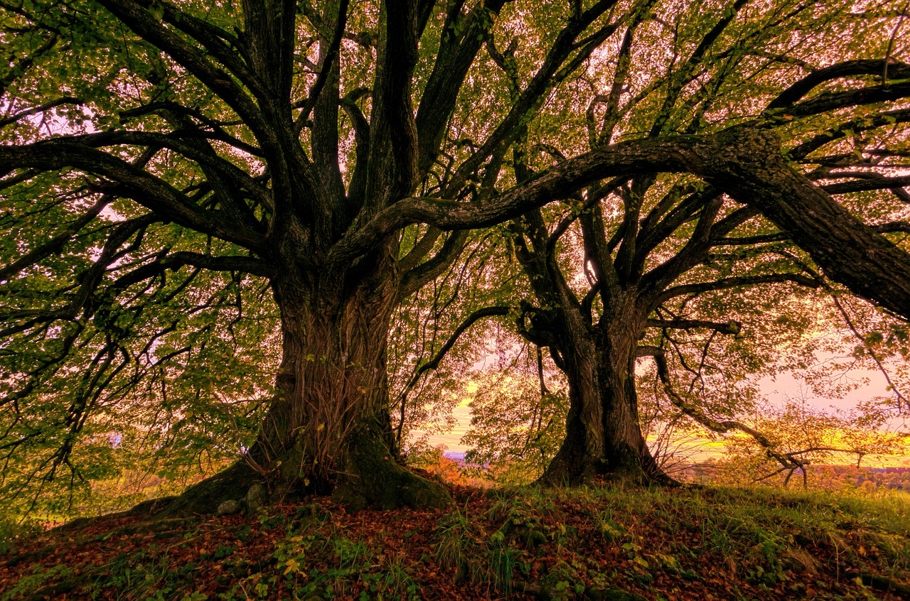 An illustrative photo of trees on a hill in a meadow