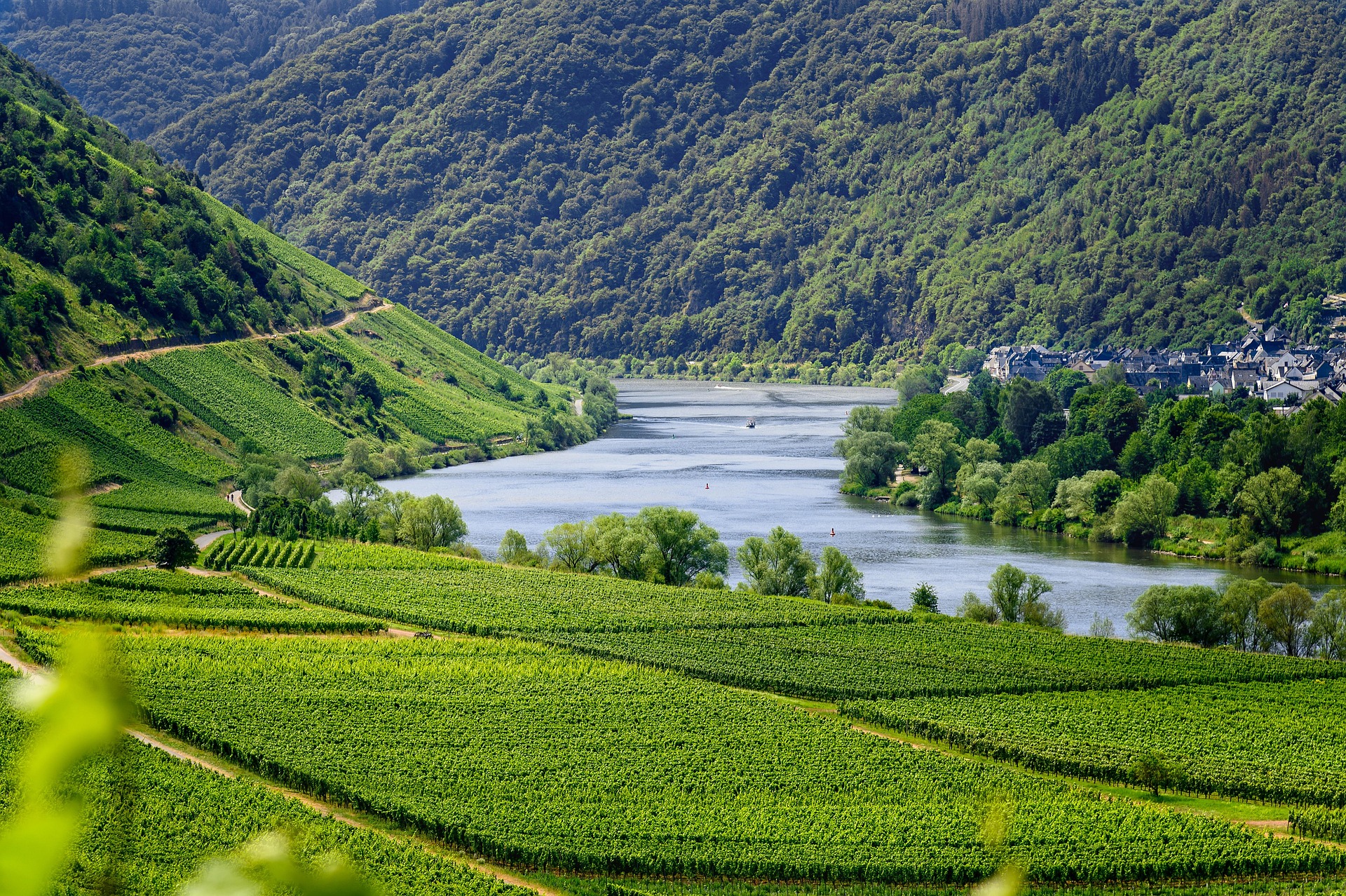 Photo by Pixabay An illustrative photo of lush vineyards in the Moselle region