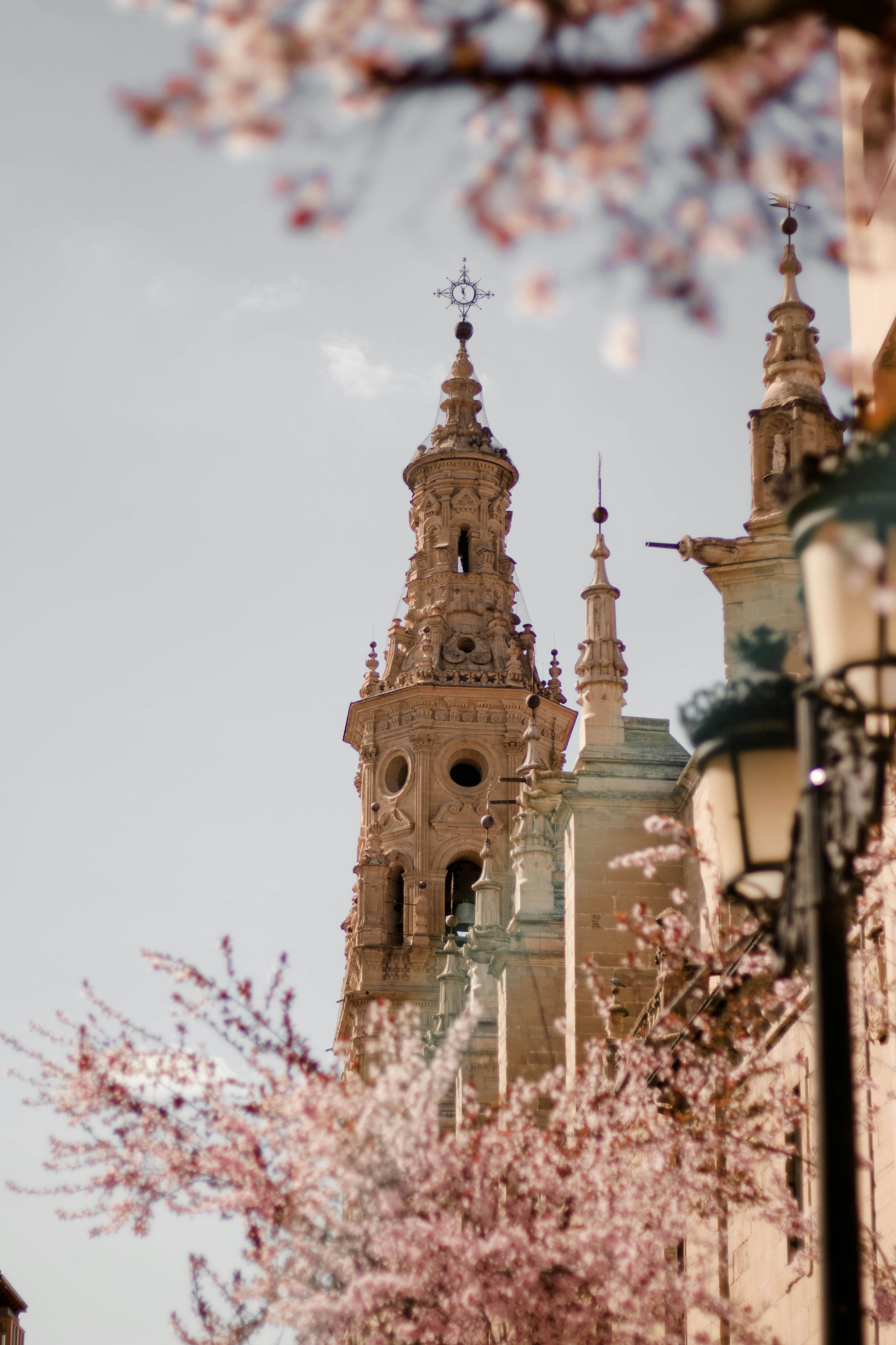 An illustrative photo of pink cherry blossom tree near the cathedral