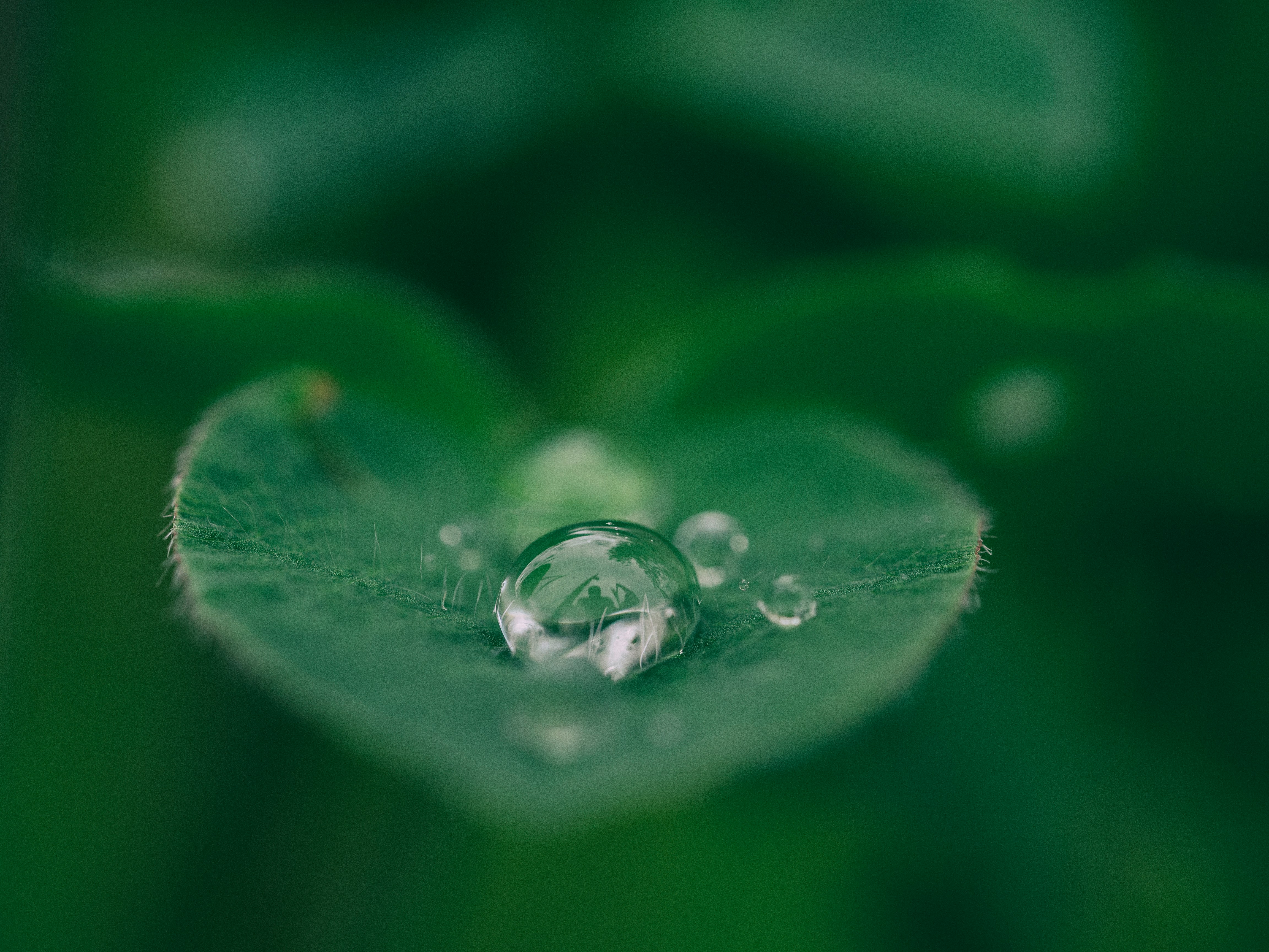 An illustrative photo of a green leaf with water drops