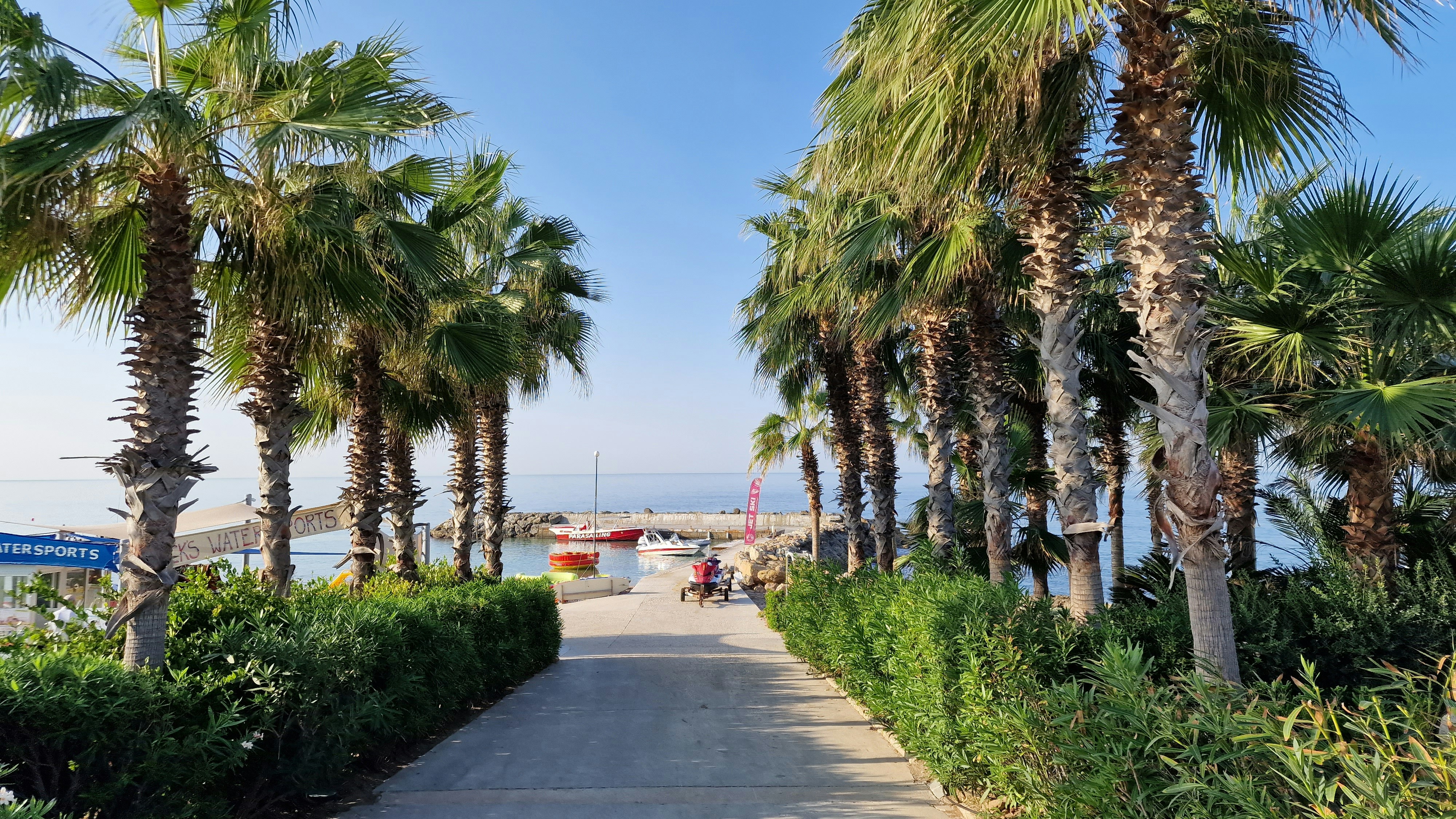 An illustrative photo of a path with palm trees.