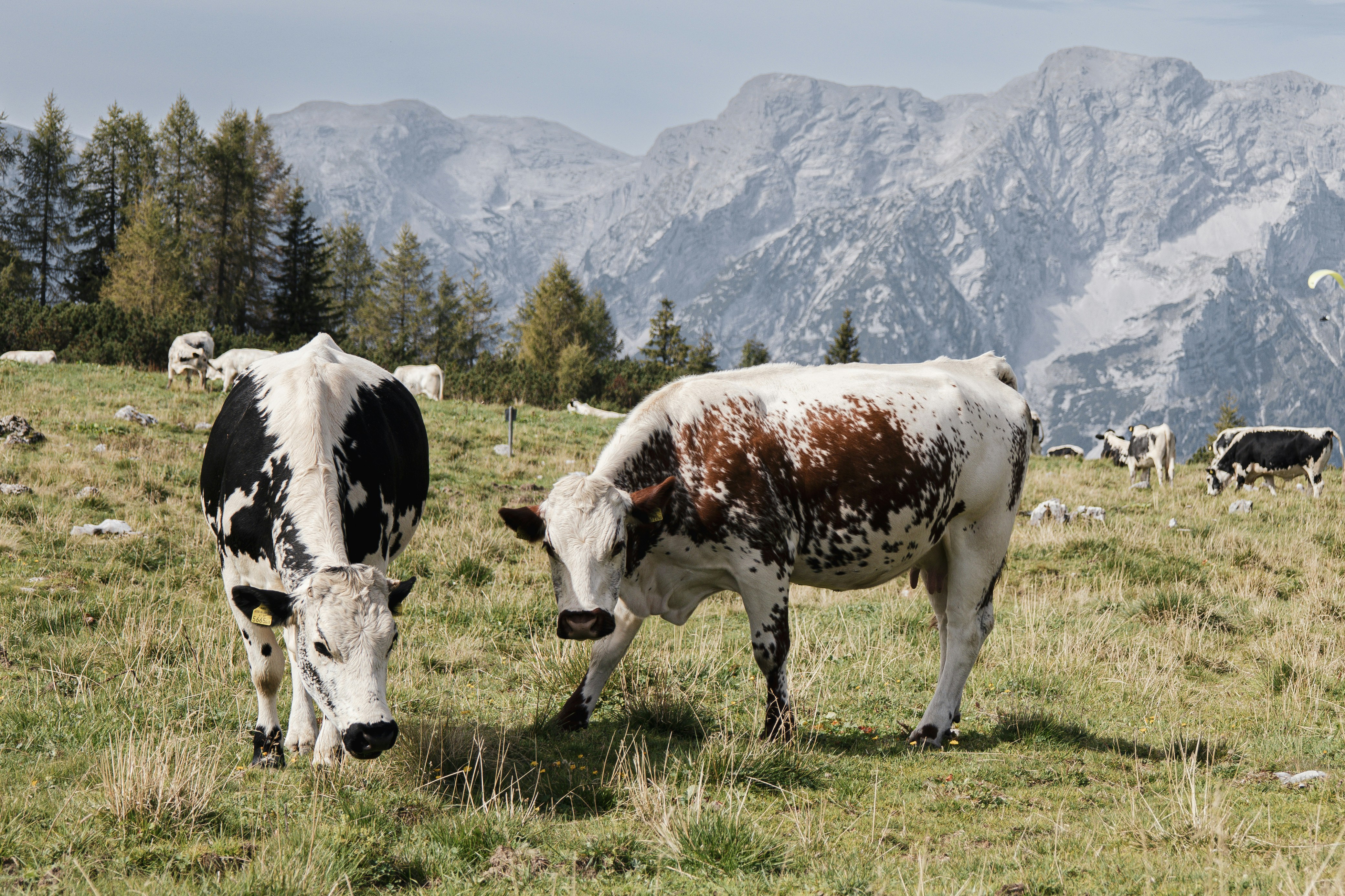 An illustrative photo of a couple of cows that are standing in the grass