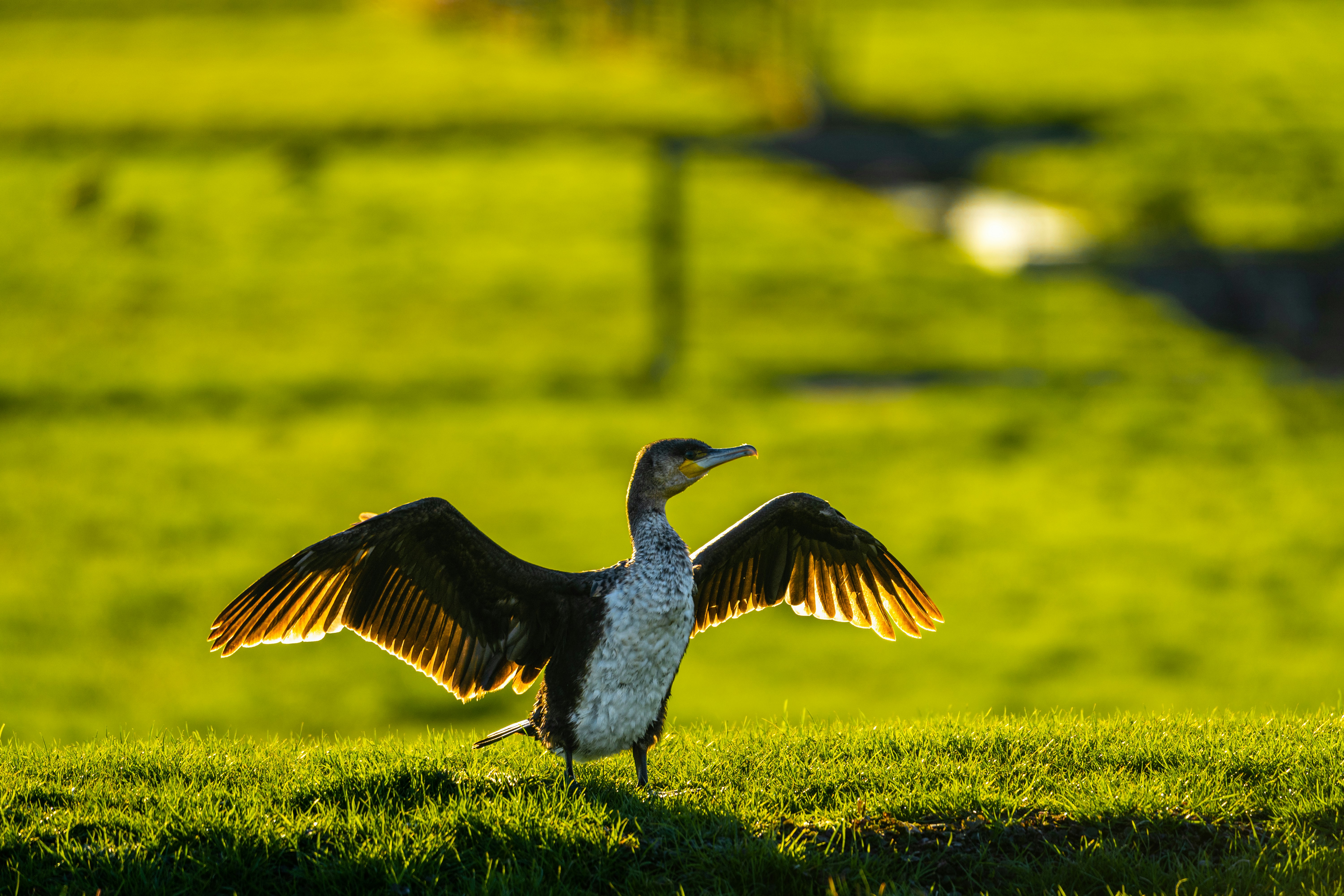 An illustrative photo of a bird with its wings spread