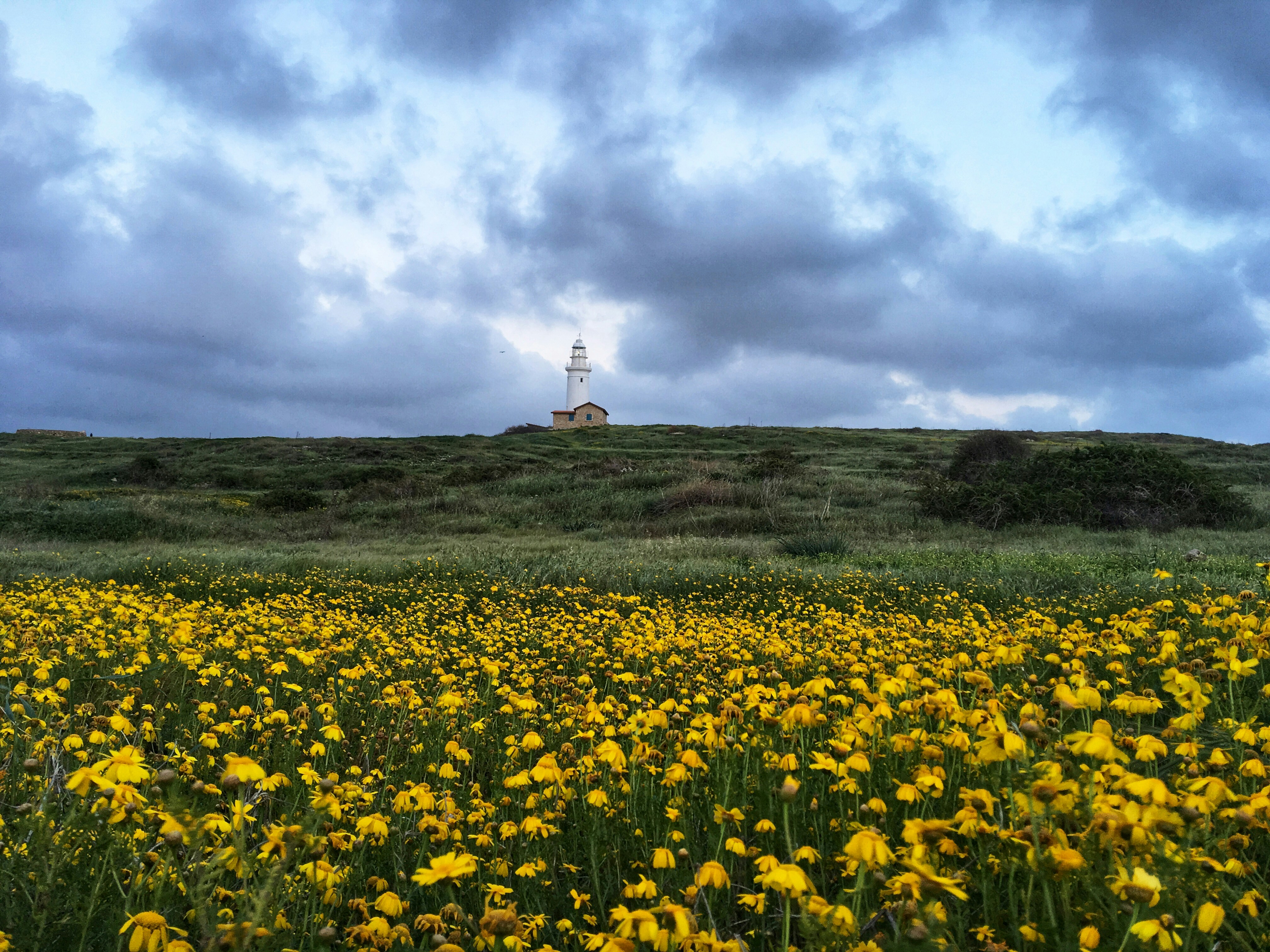 An illustrative photo of yellow petaled flower field.