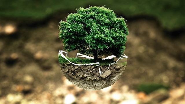 An illustrative photo of a tree encased in a glass sphere