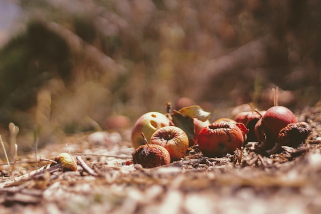 An illustrative photo of an assortment of dried fruits