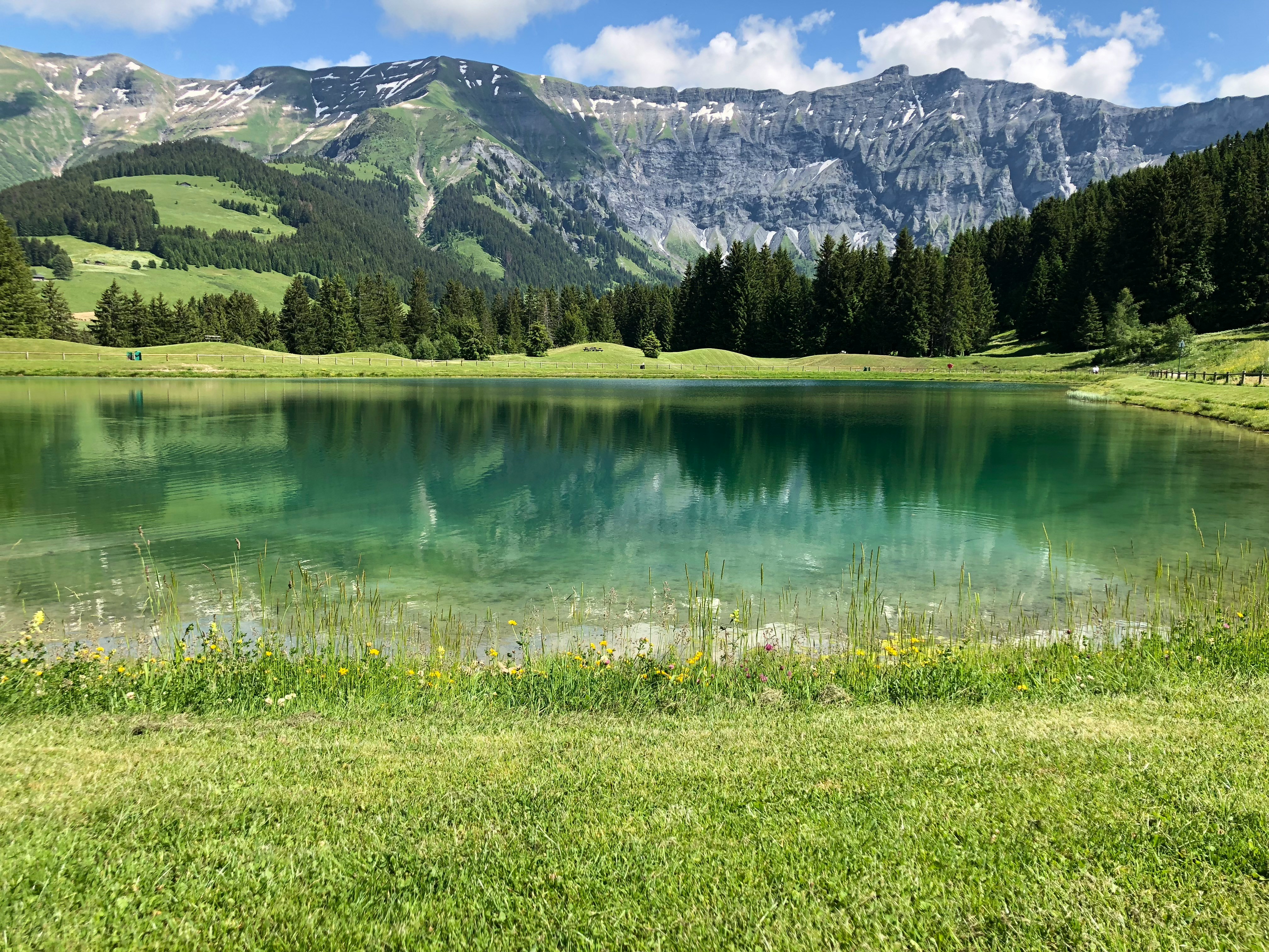 An illustrative photo of a lake surrounded by pine trees.