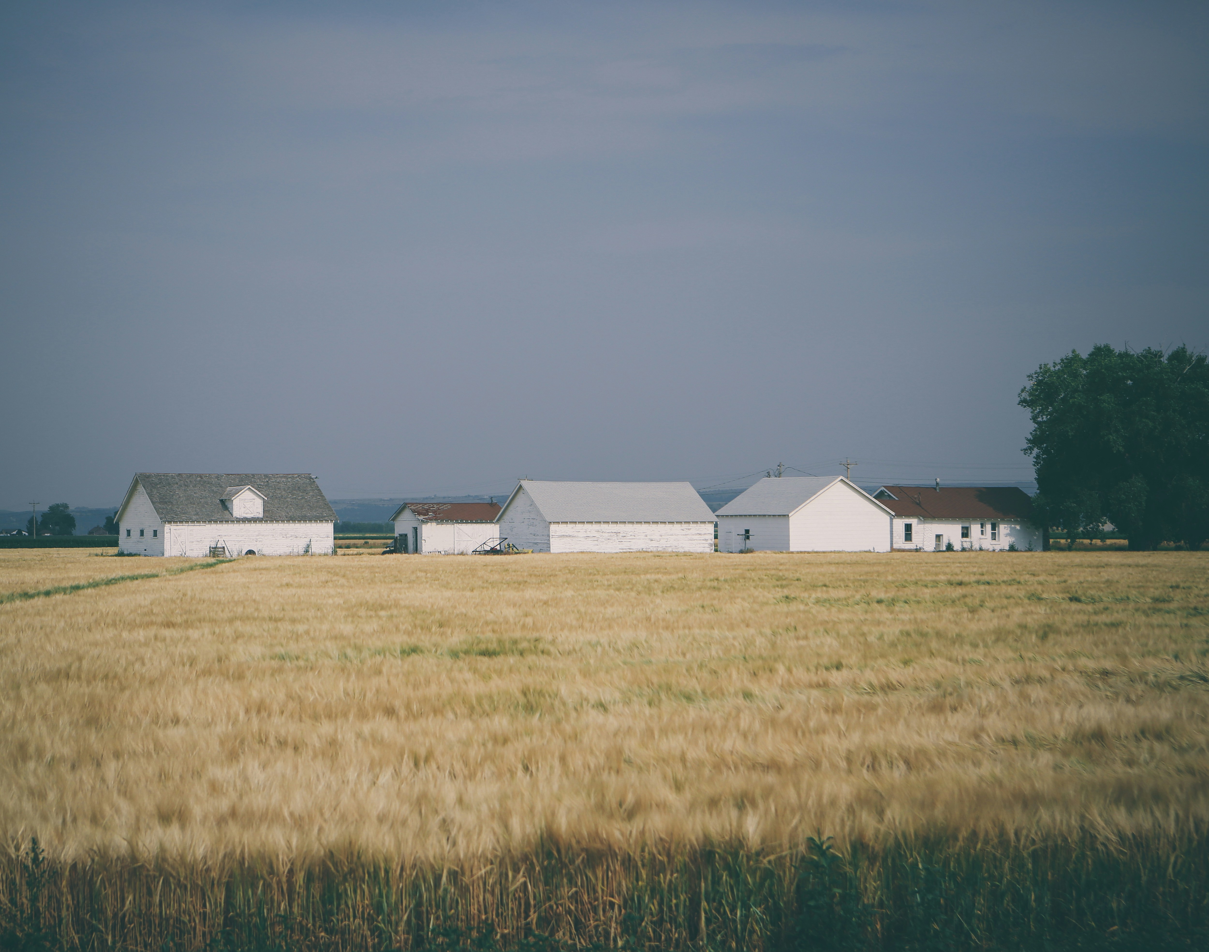 An illustrative photo of barn houses surrounded with wheat field under grey sky