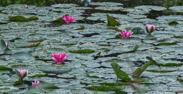 An illustrative photo of a pink lotus flower on water