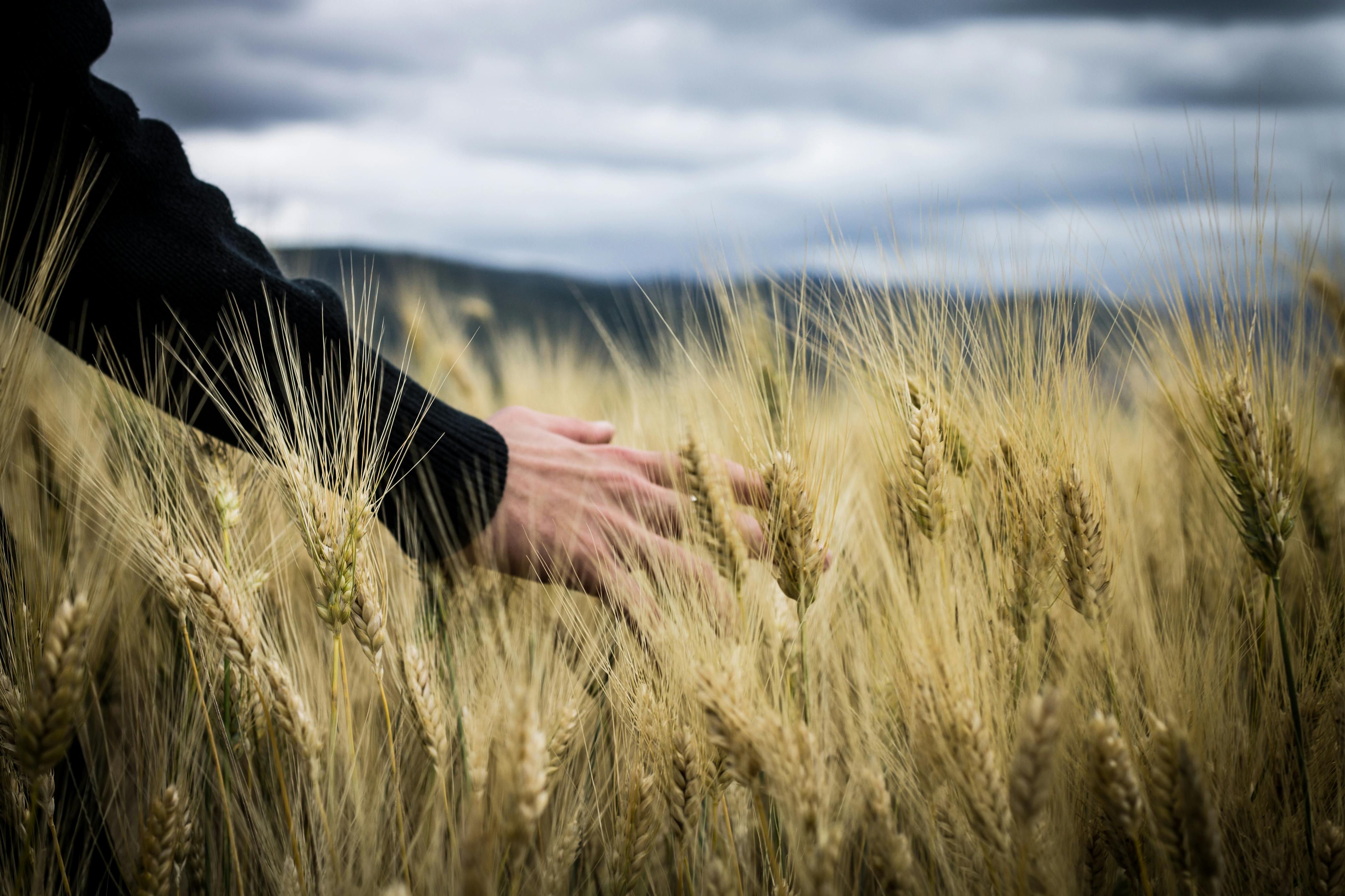 An illustrative photo of a person's hand touching wheat on the field