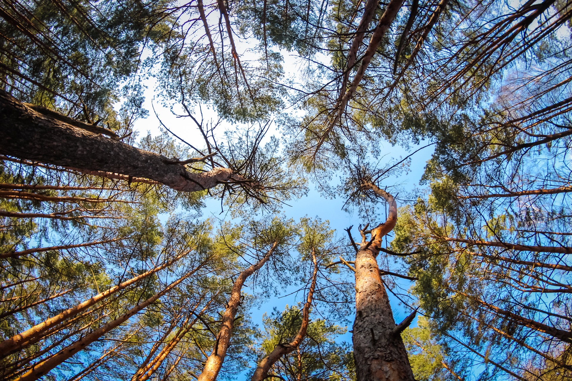 Photo by Pixabay An illustrative photo of a pine forest in summer